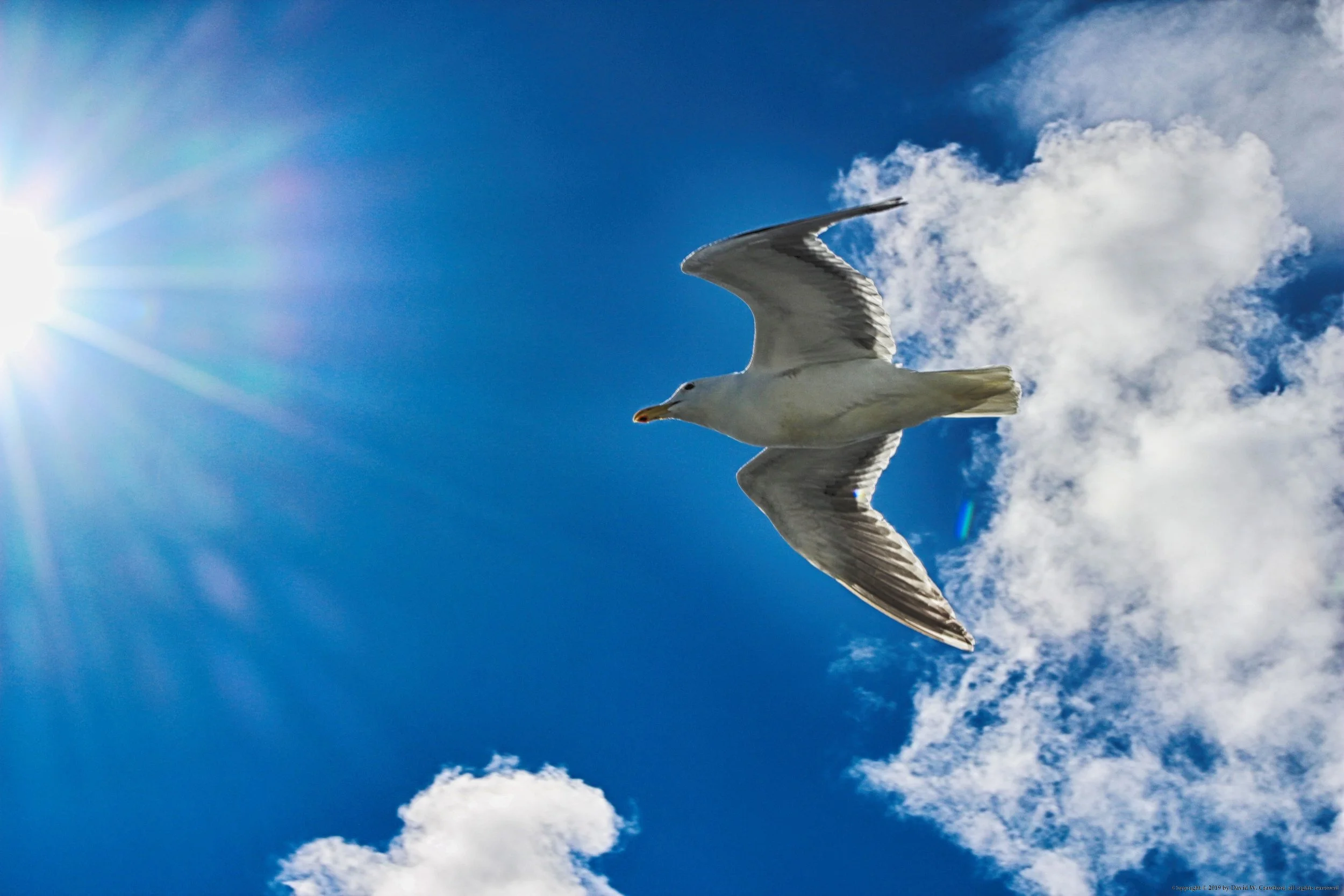 Gull  Study 2 - Commencement Bay 