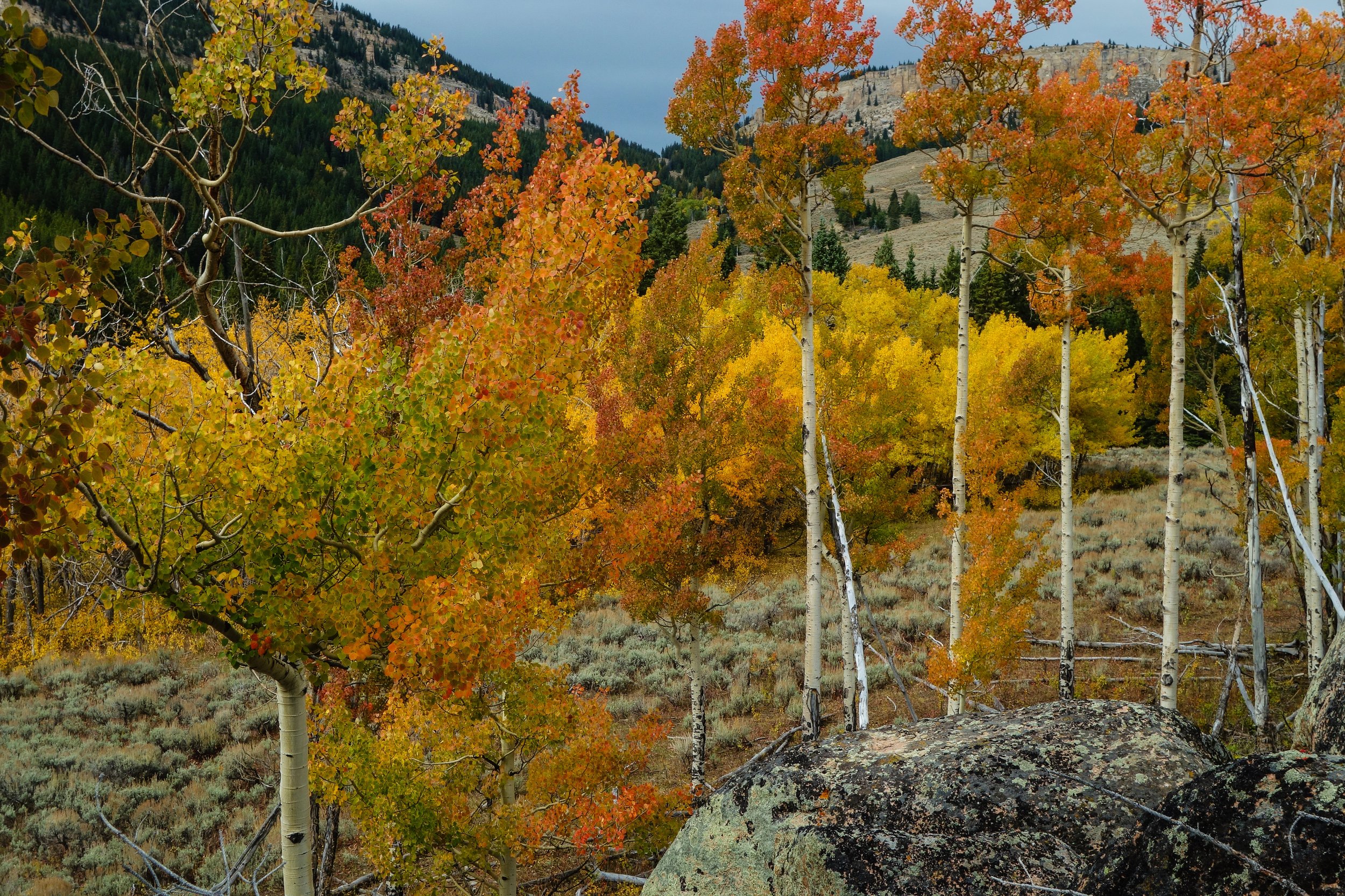 Bighorn Mountains - Colorful Meadow