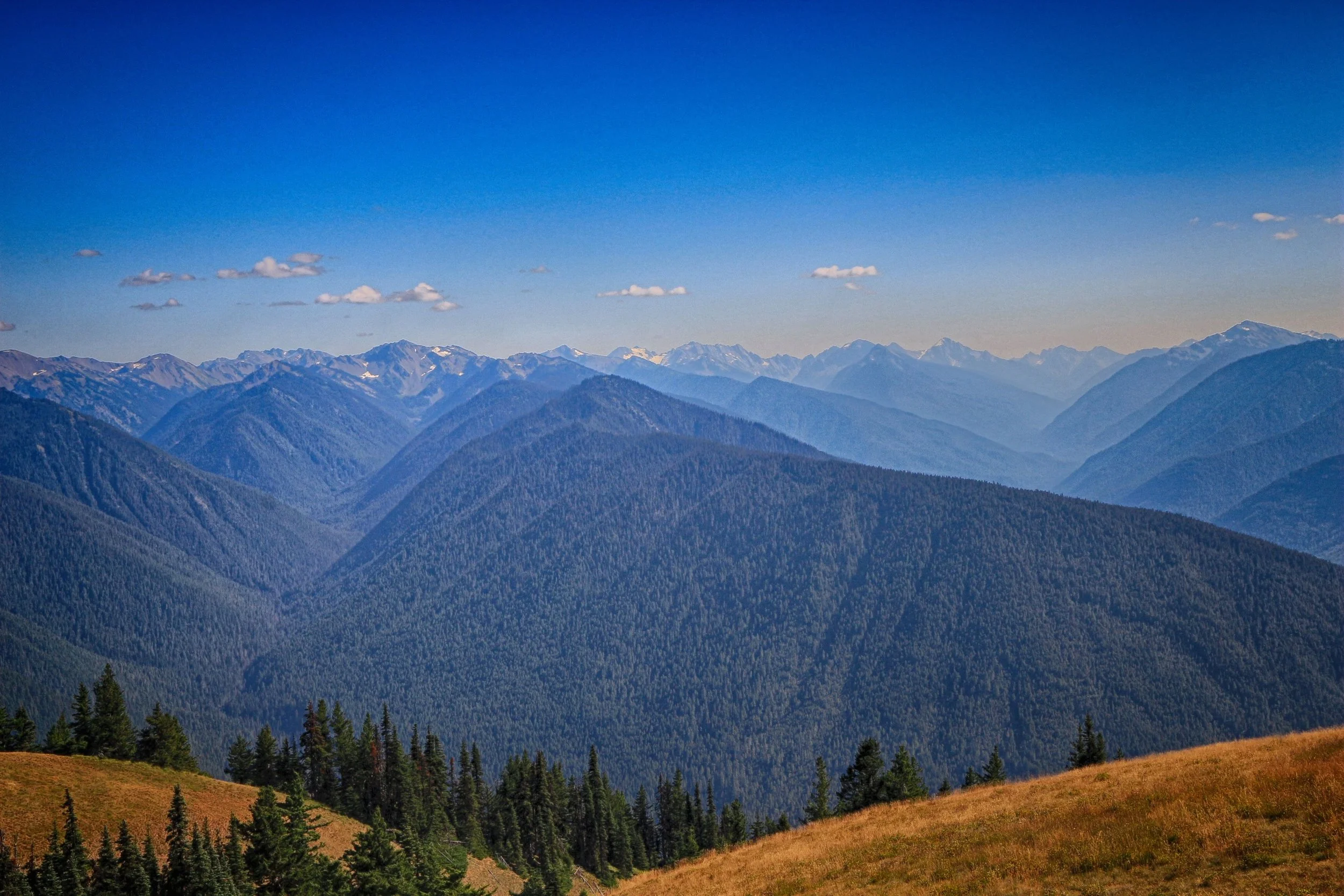 Hurricane Ridge - Olympic National Park, WA_