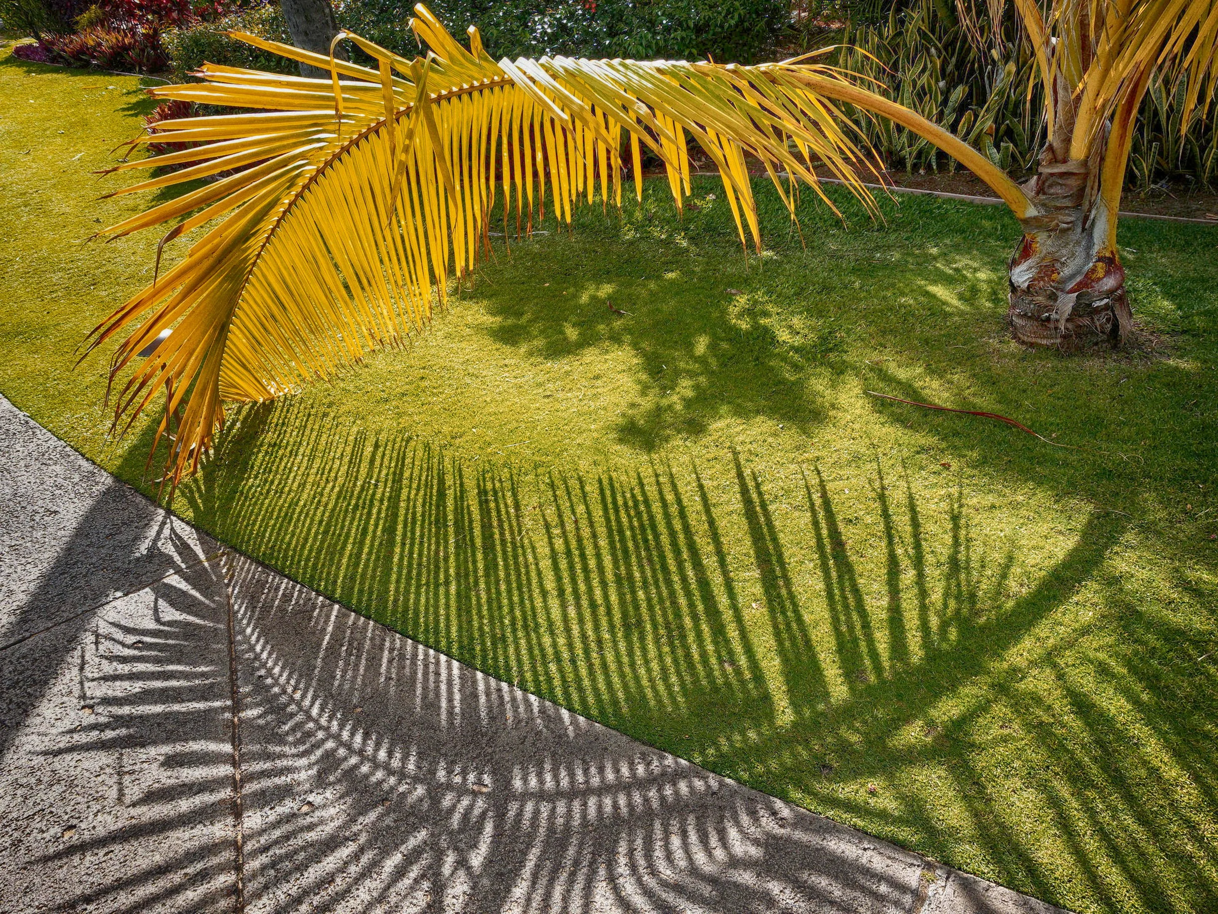 Photographer's Flytrap - Maui, Hawaii