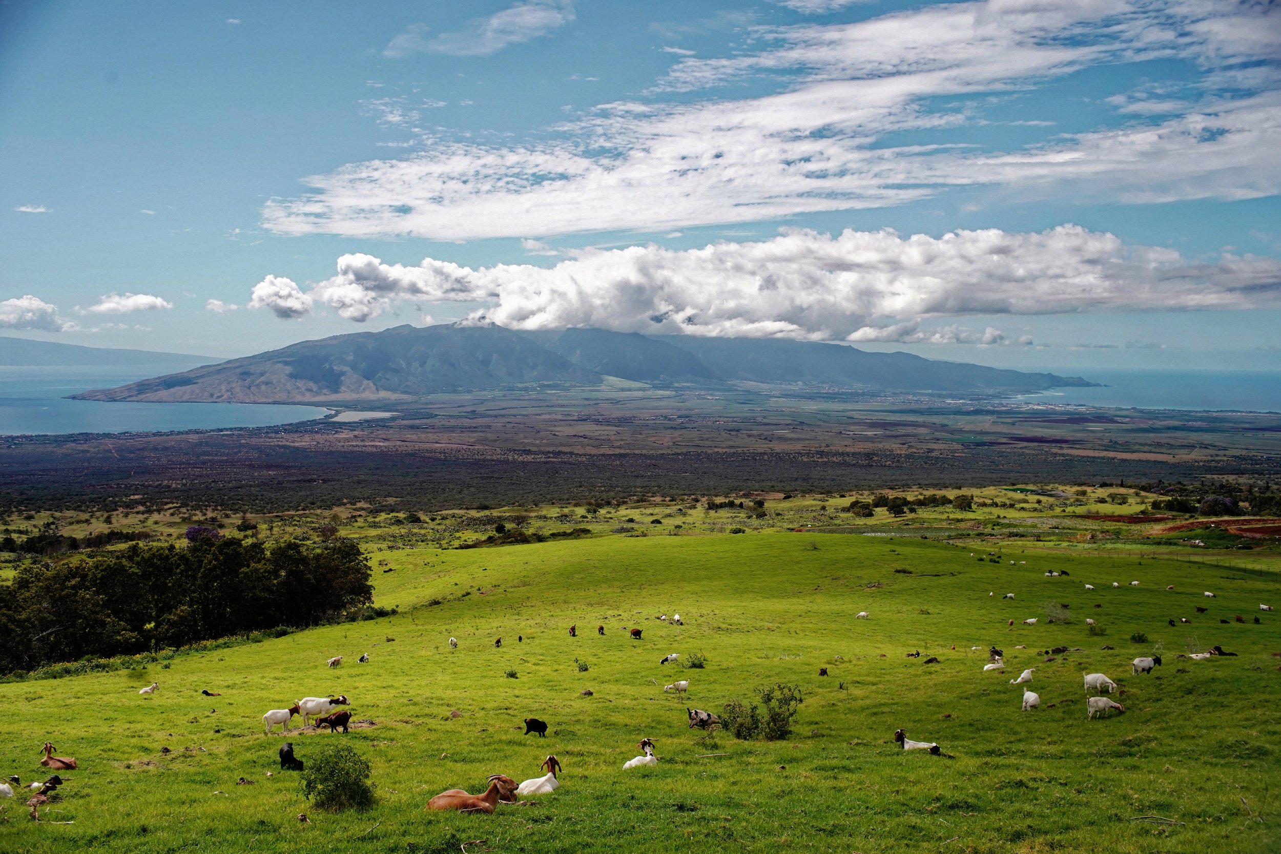 Goat Herd, Maui Upland