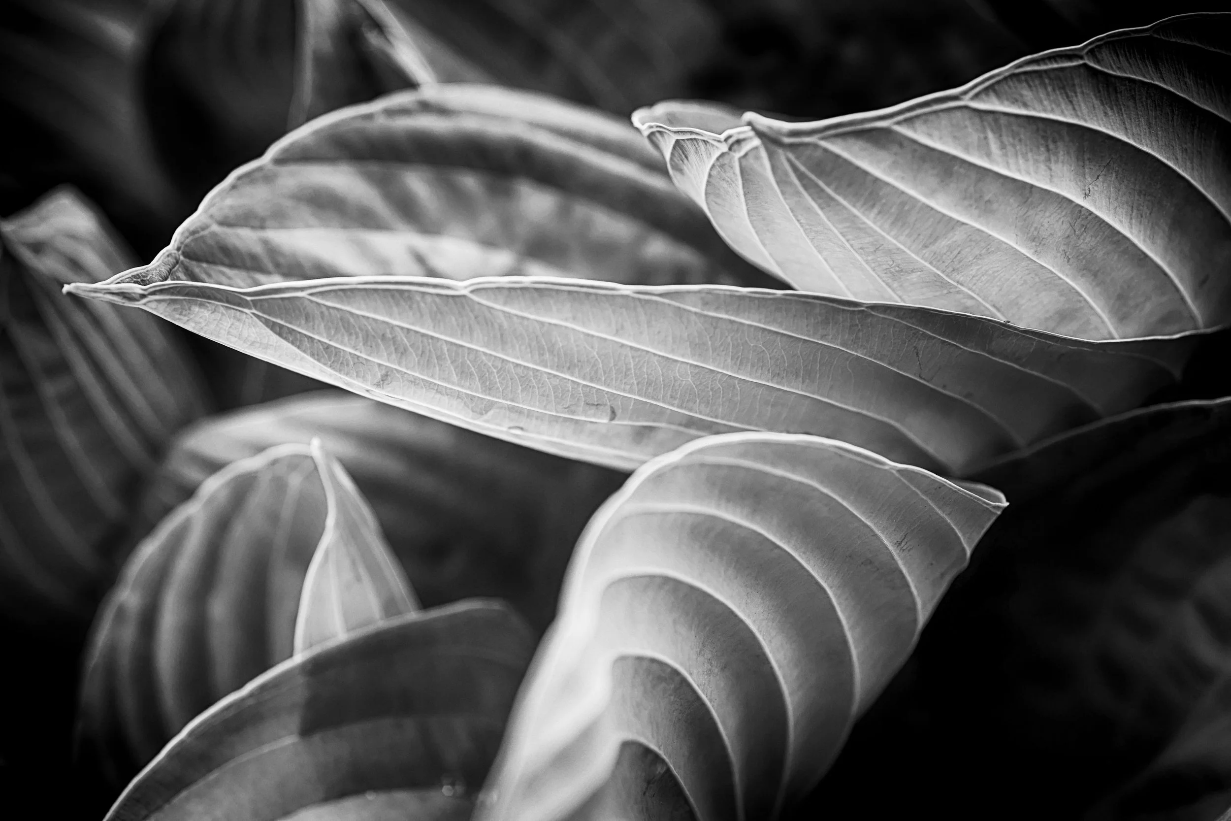 Hosta Plant - In My backyard