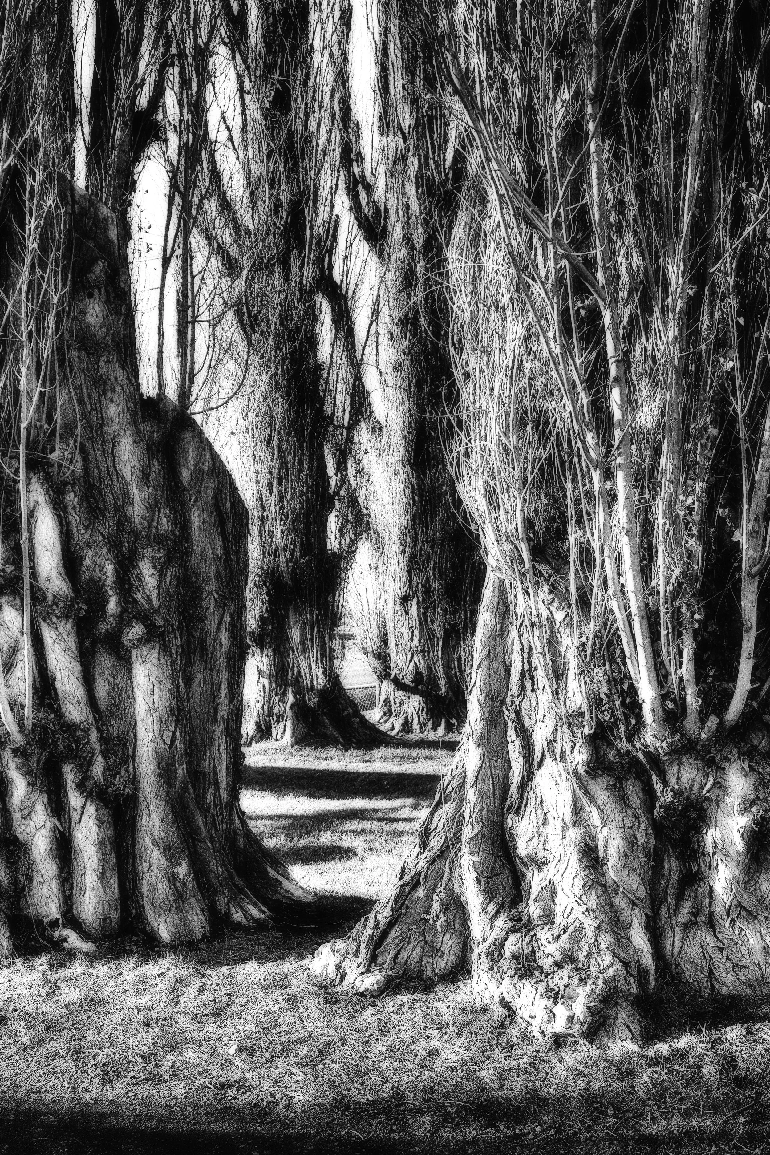 Dark Shadows - Farm in Redmond, Oregon