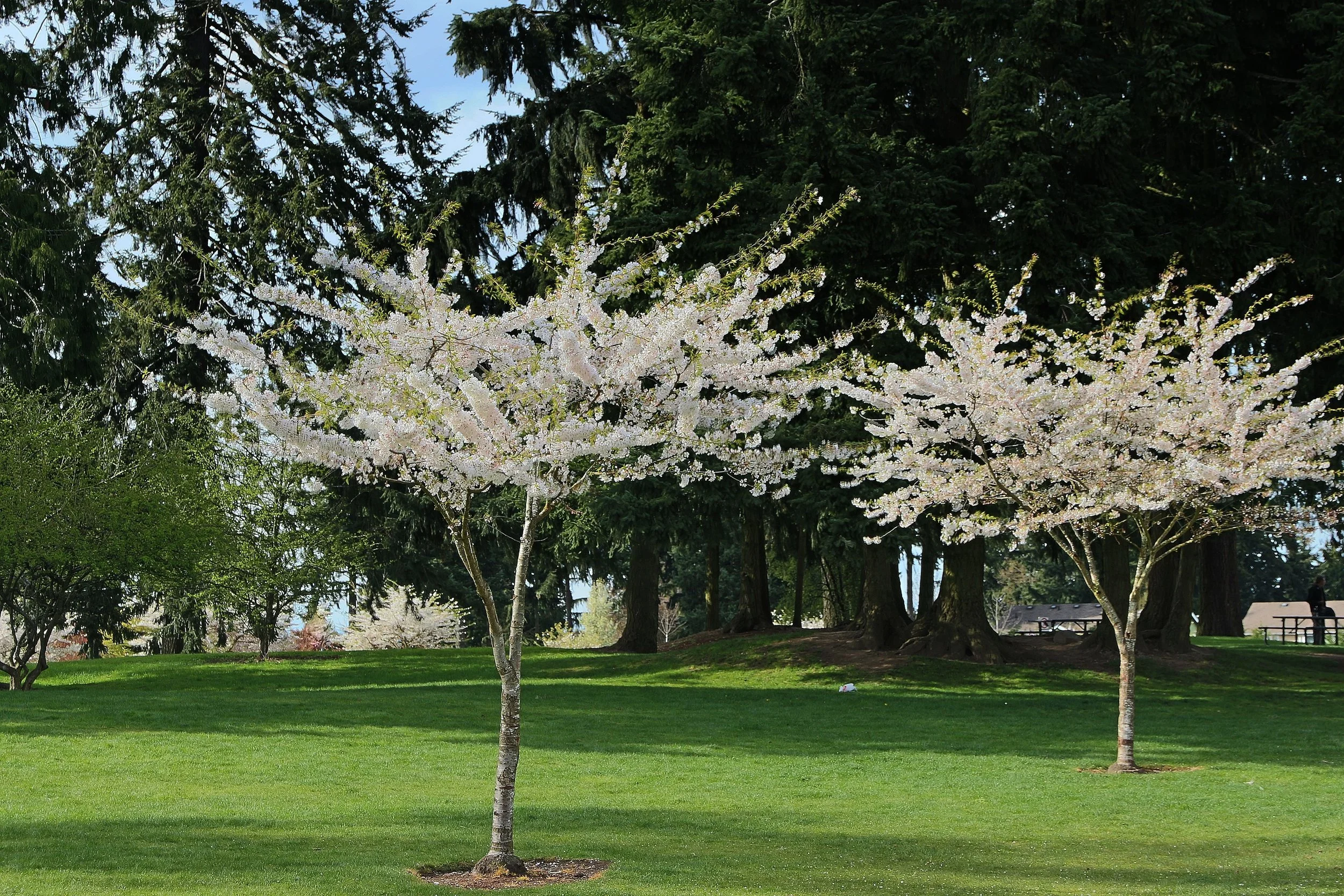 Cherry Trees - Puyallup, WA