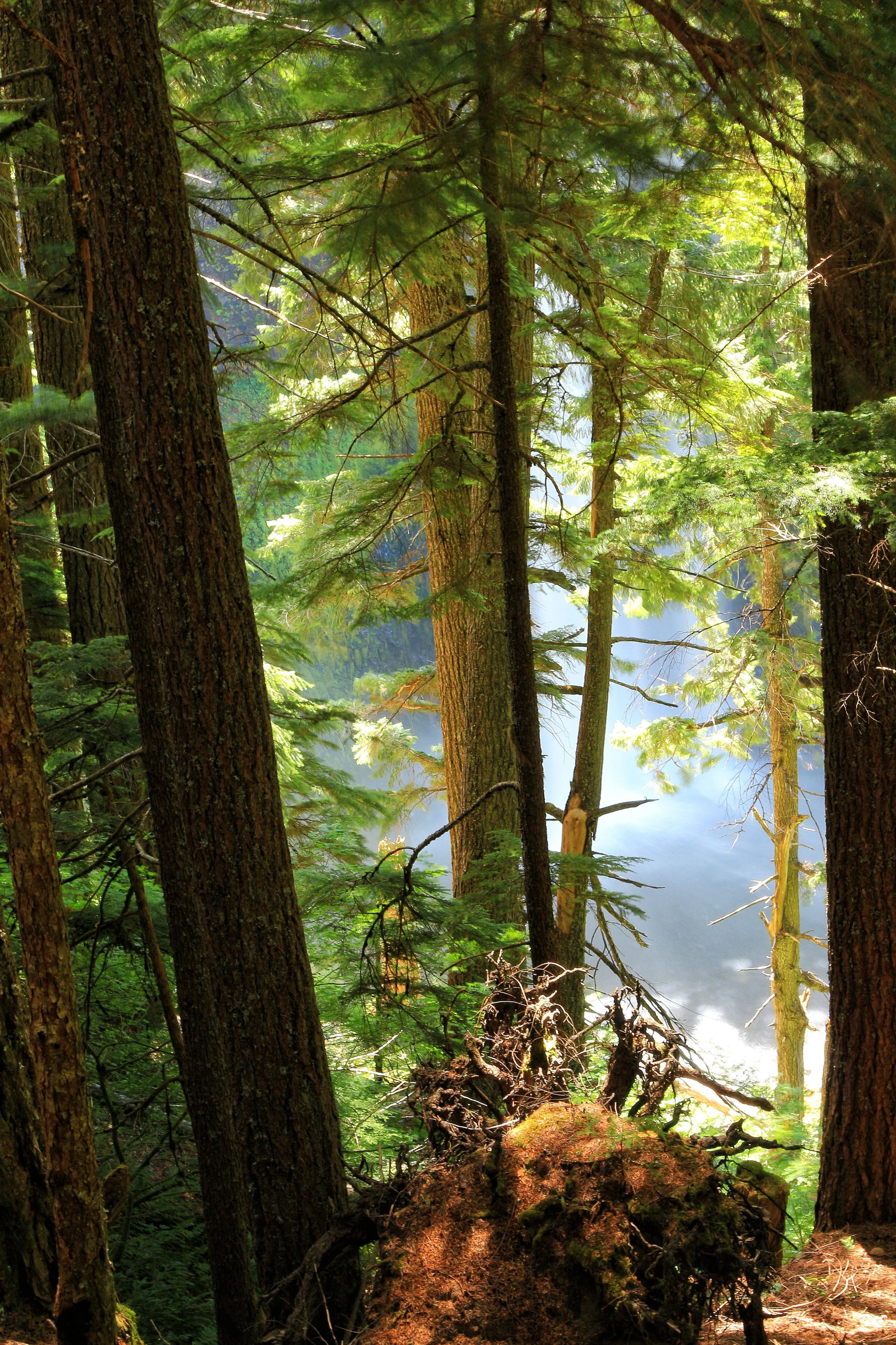 Grimm Brother's Forest - Salt Creek FallsFrest, OR
