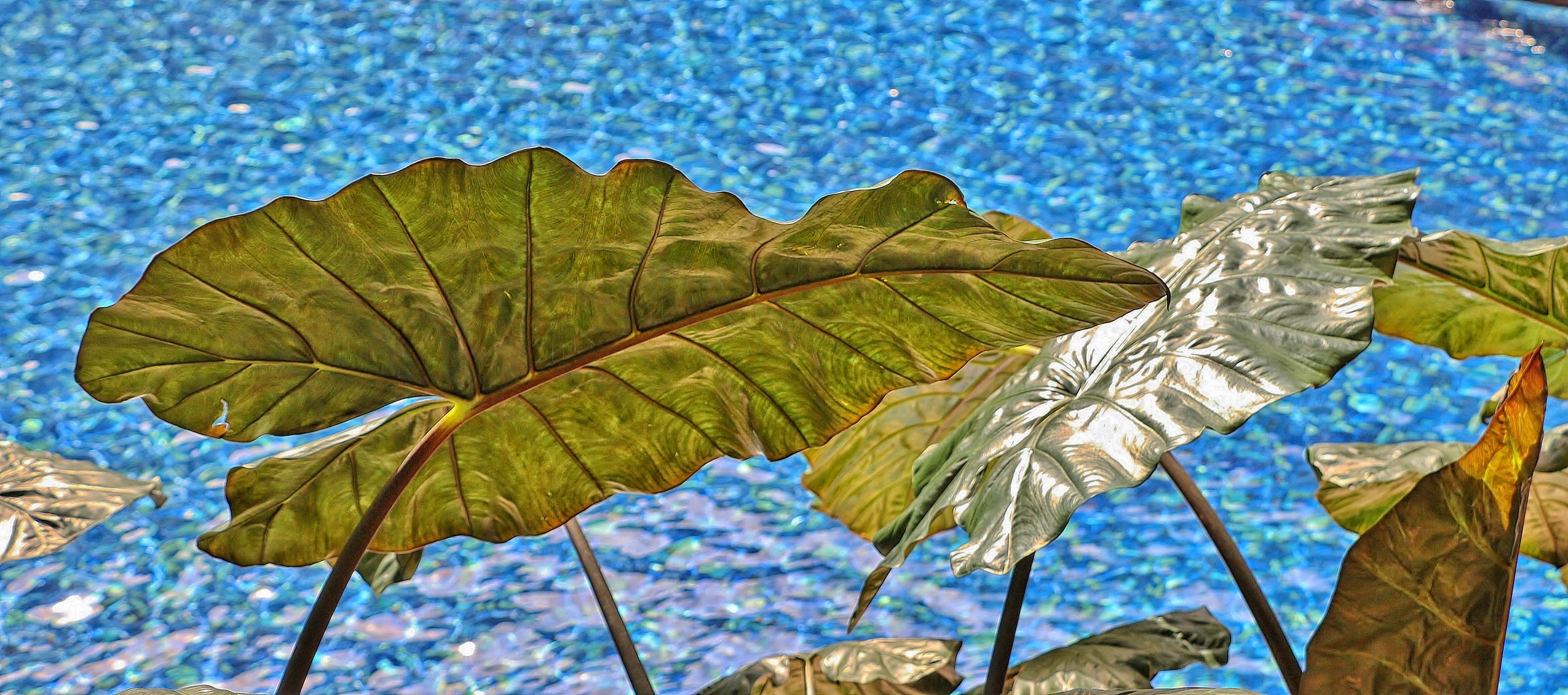 Elephant Ears - Maui