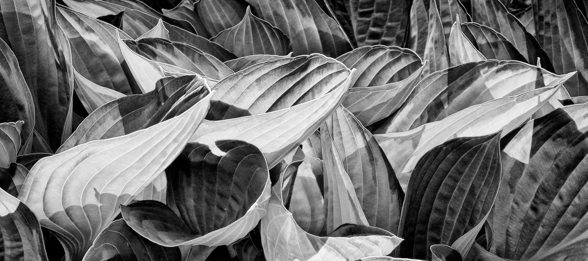 Hosta Plants, Corps de Ballet - My Backyard
