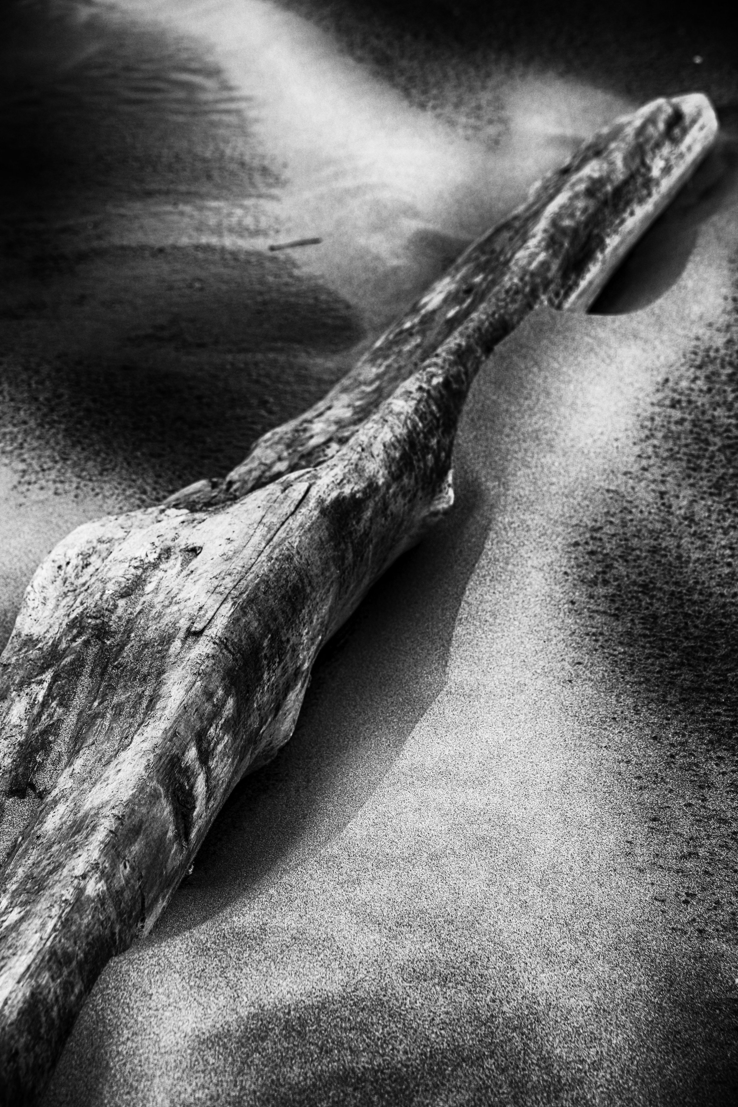 Driftwood in Sand