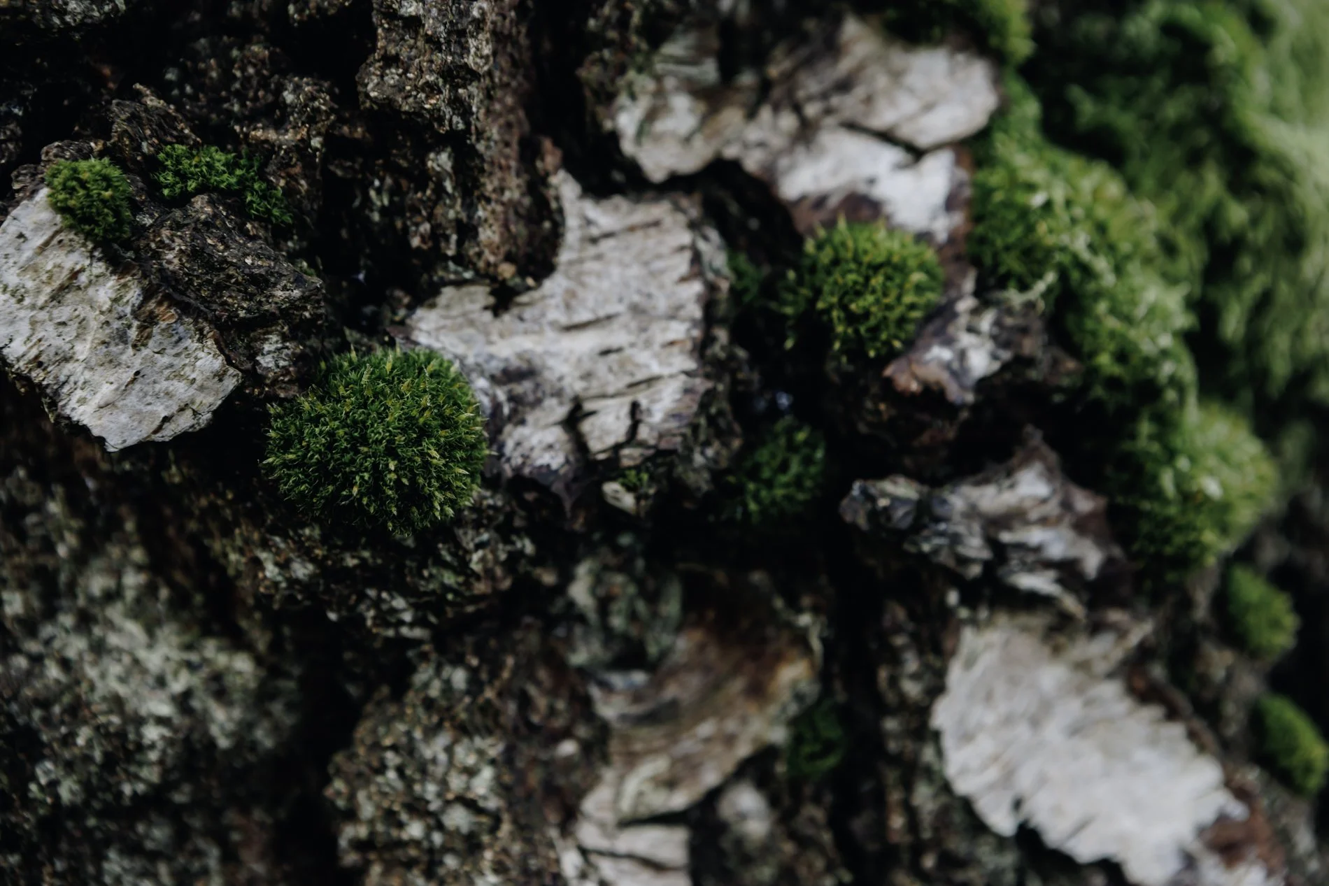Close-up of tree bark with patches of green moss growing on it.