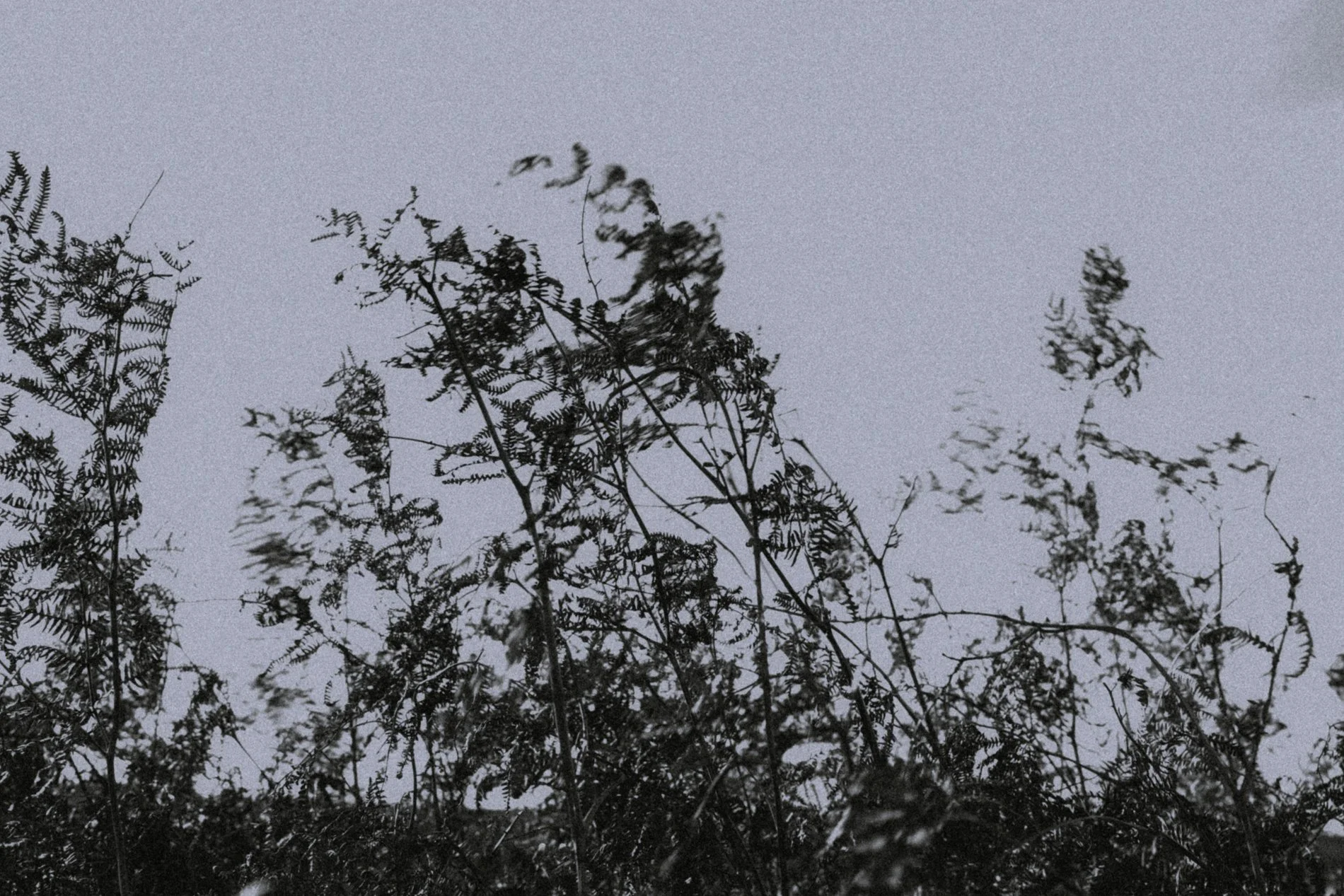 Overgrown plants with dark silhouettes against a pale sky.