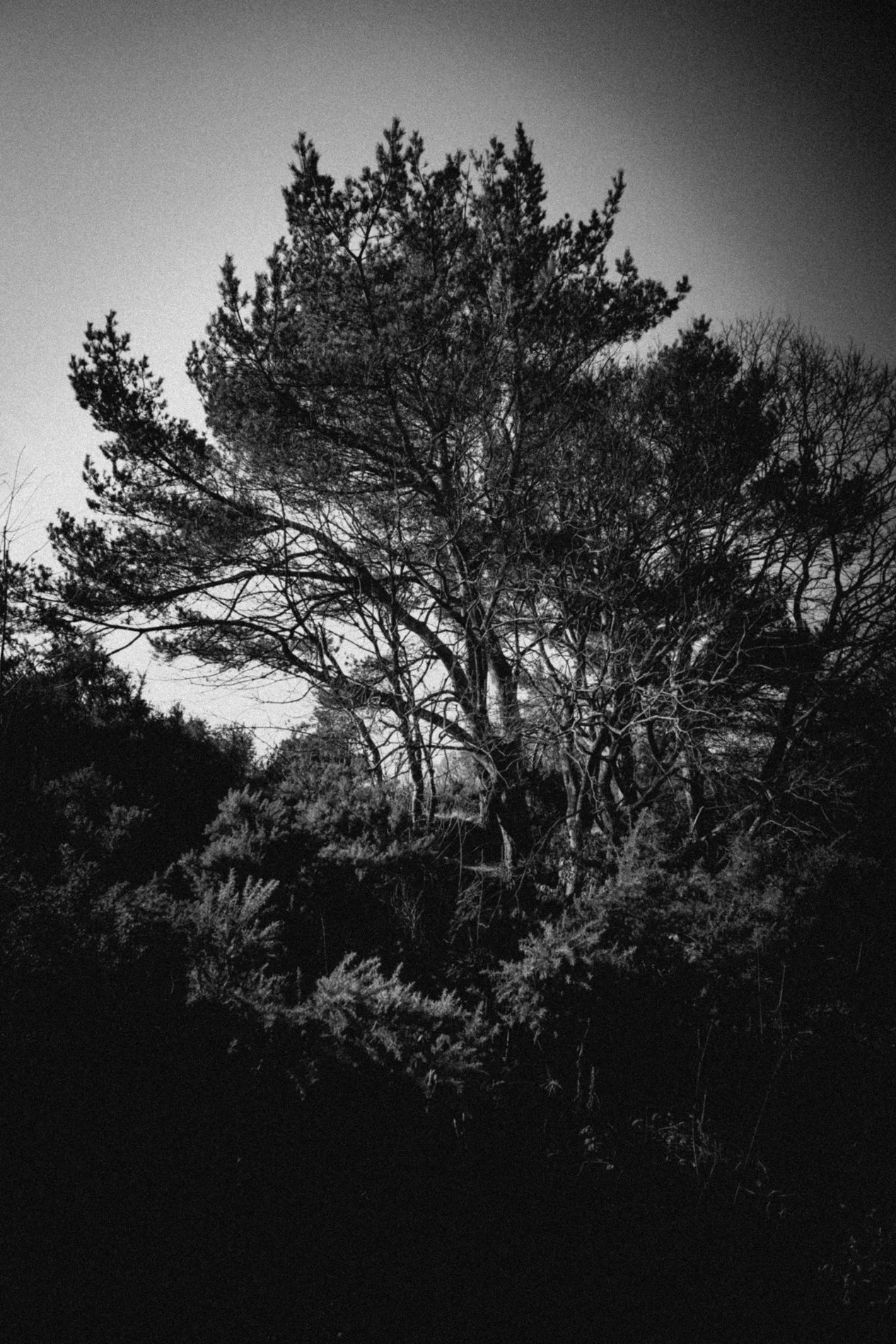 Black and white photo of a tall tree with many branches and some needles, surrounded by other trees and bushes.