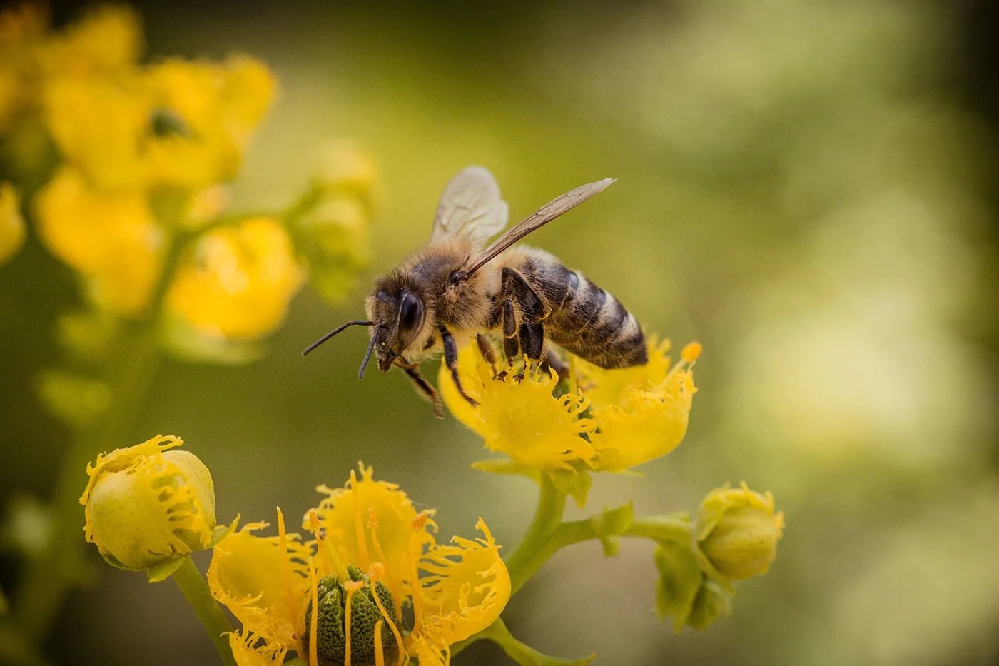 Florida Bee Investigator