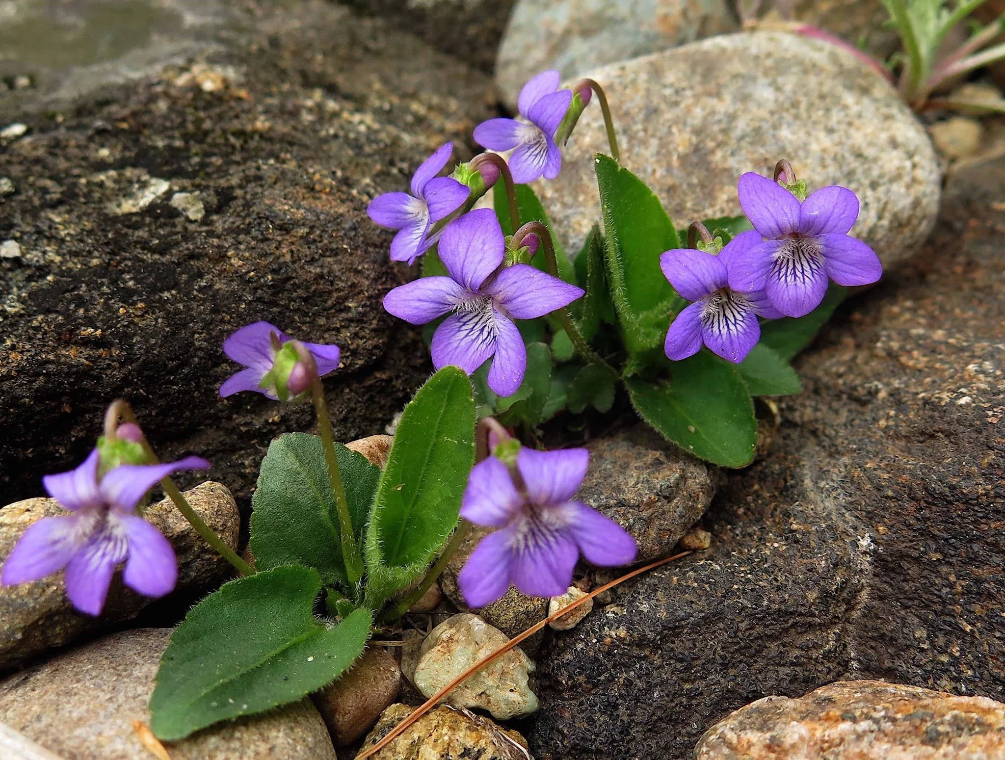 11East.violets,ovate.jpg