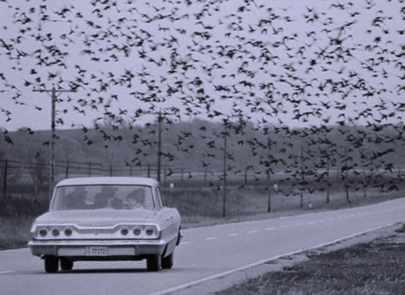 Bird Heard