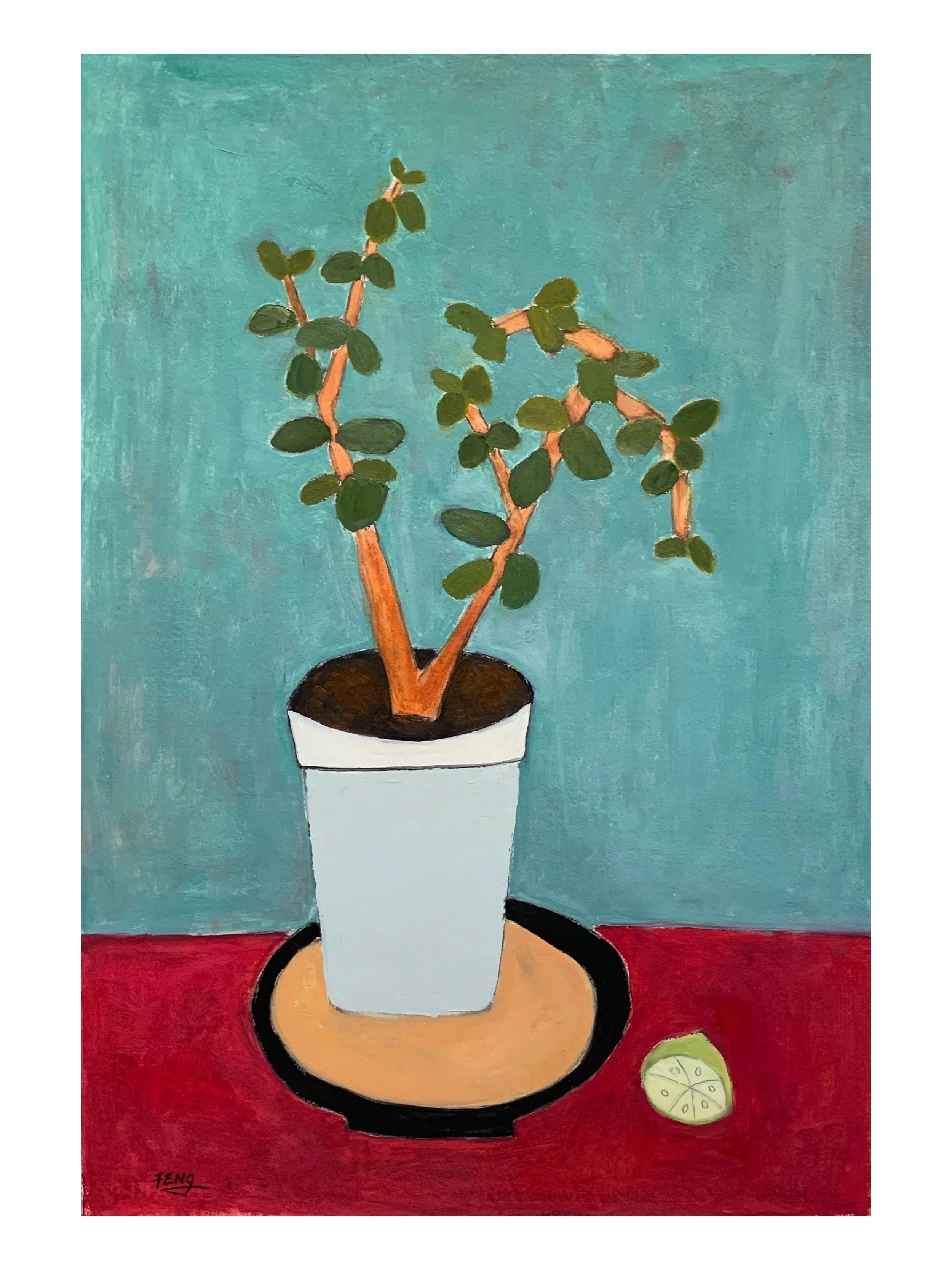 Jade Plant in White Pot