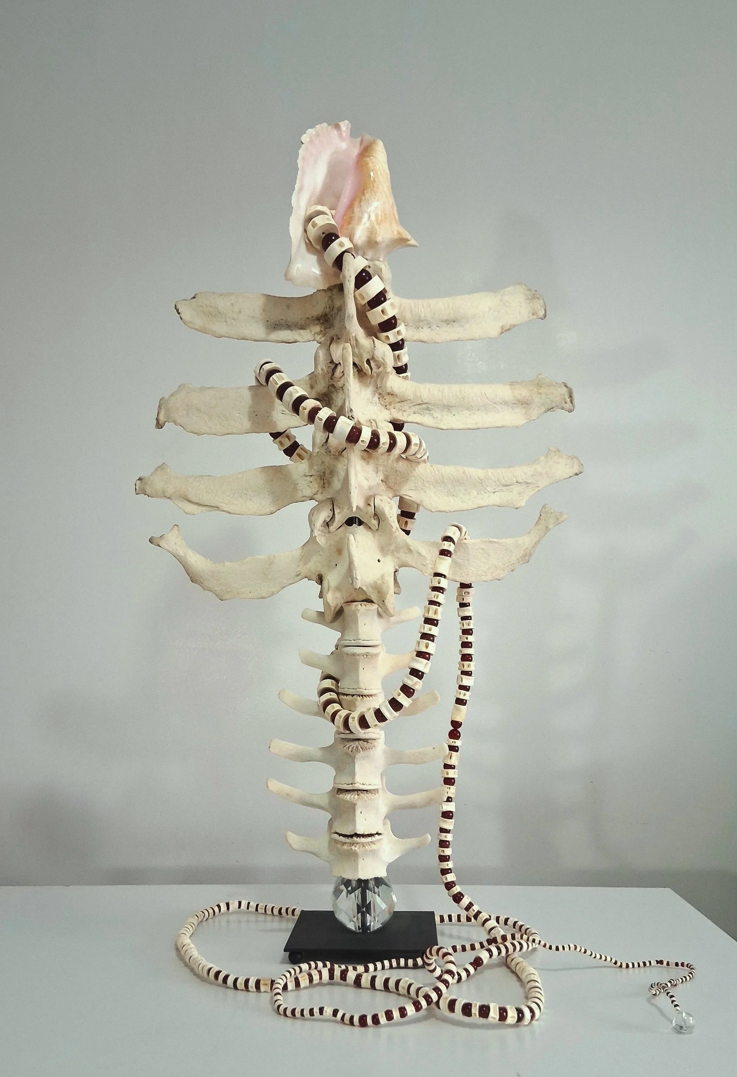vertebral1.jpg