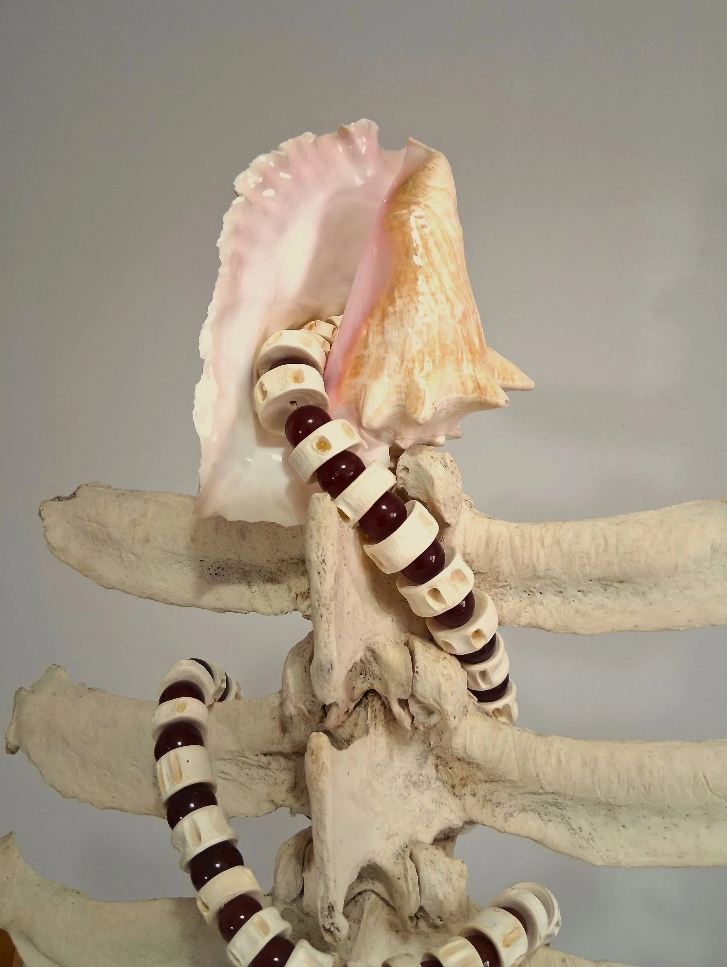 vertebral2.jpg