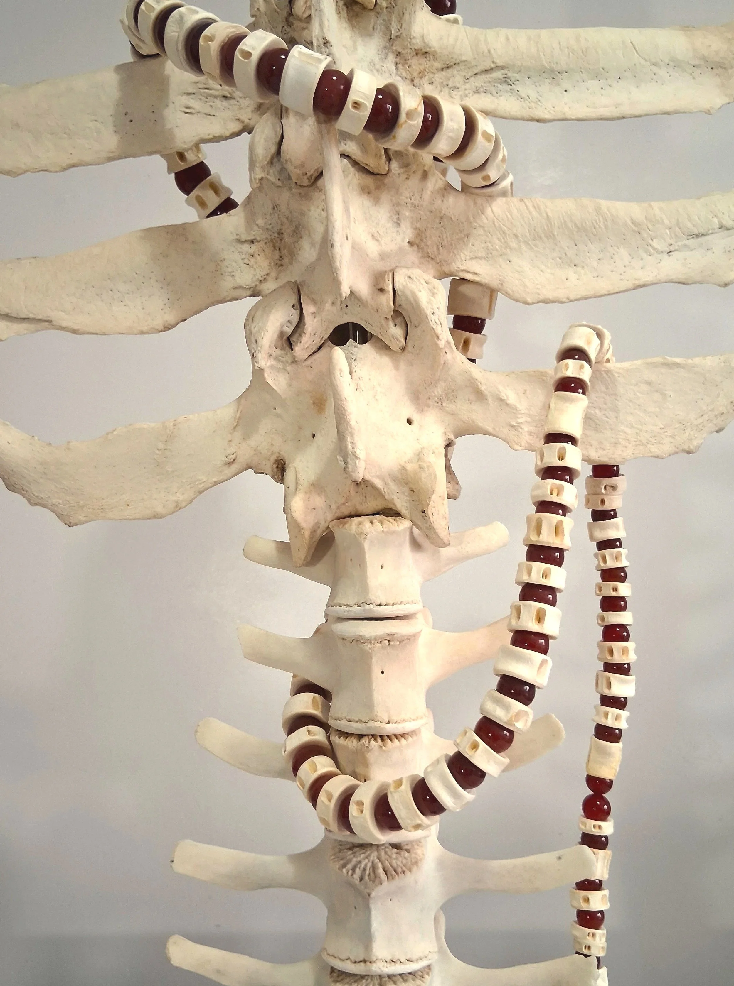 vertebral3.jpg