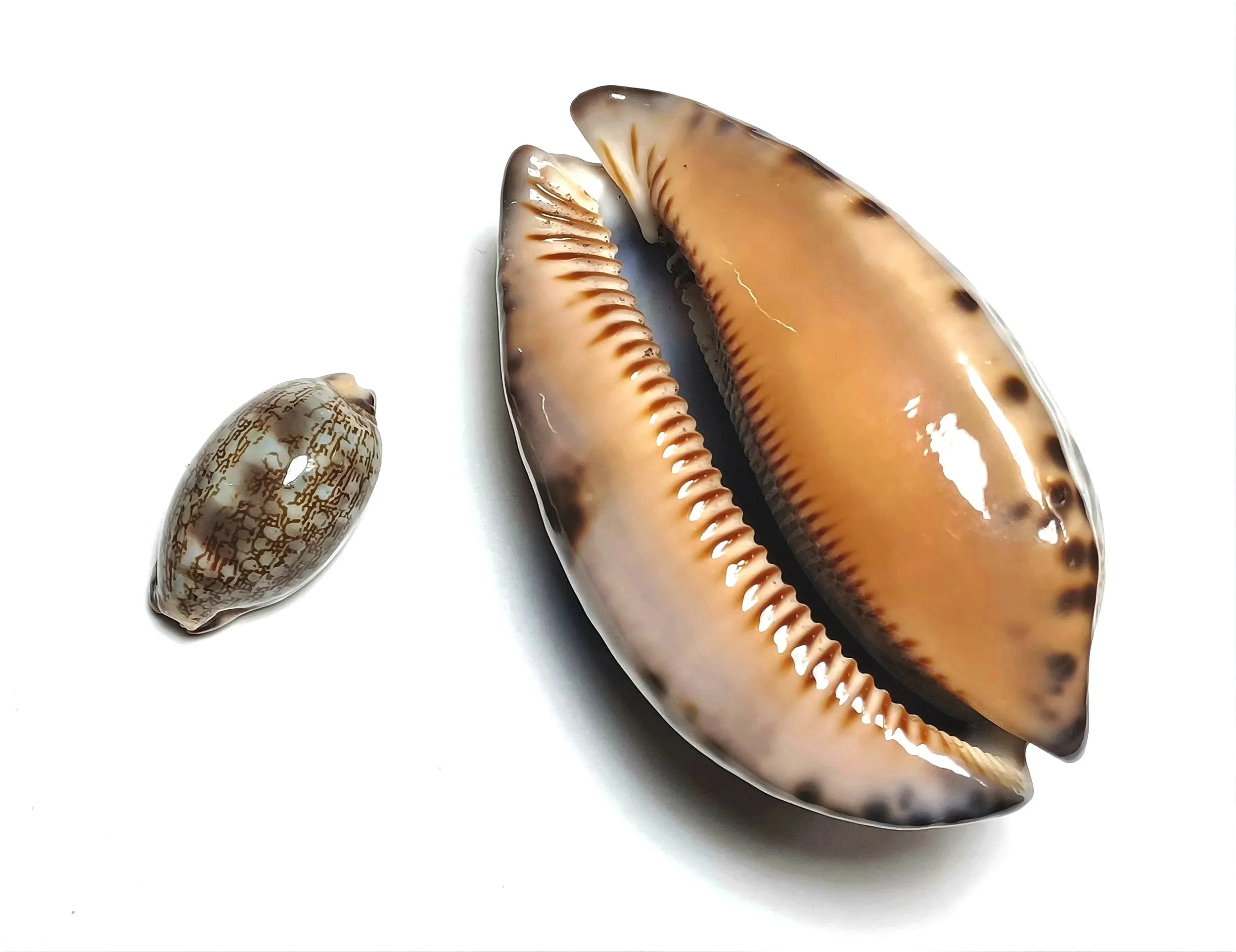 L: Mauritia arabica (L., 1758) 35 mm, dwarf population, Djibouti; R: Mauritia arabica immanis (Schilder & Schilder, 1939) 87 mm, Fort Dauphin, Madagascar