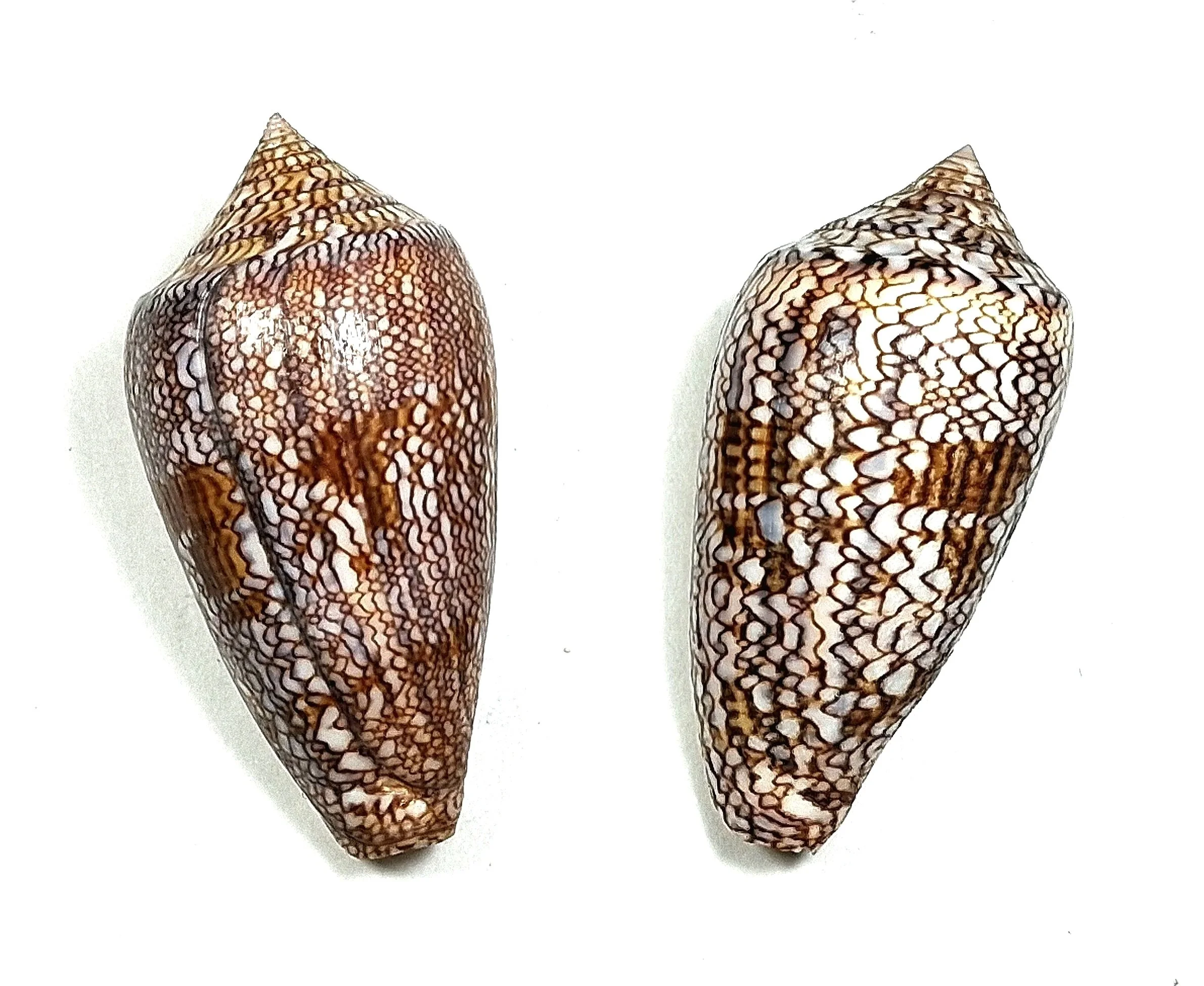Conus archiepiscopus (Hwass, 1792) 55.5 & 54.8 mm, Natal, South Africa