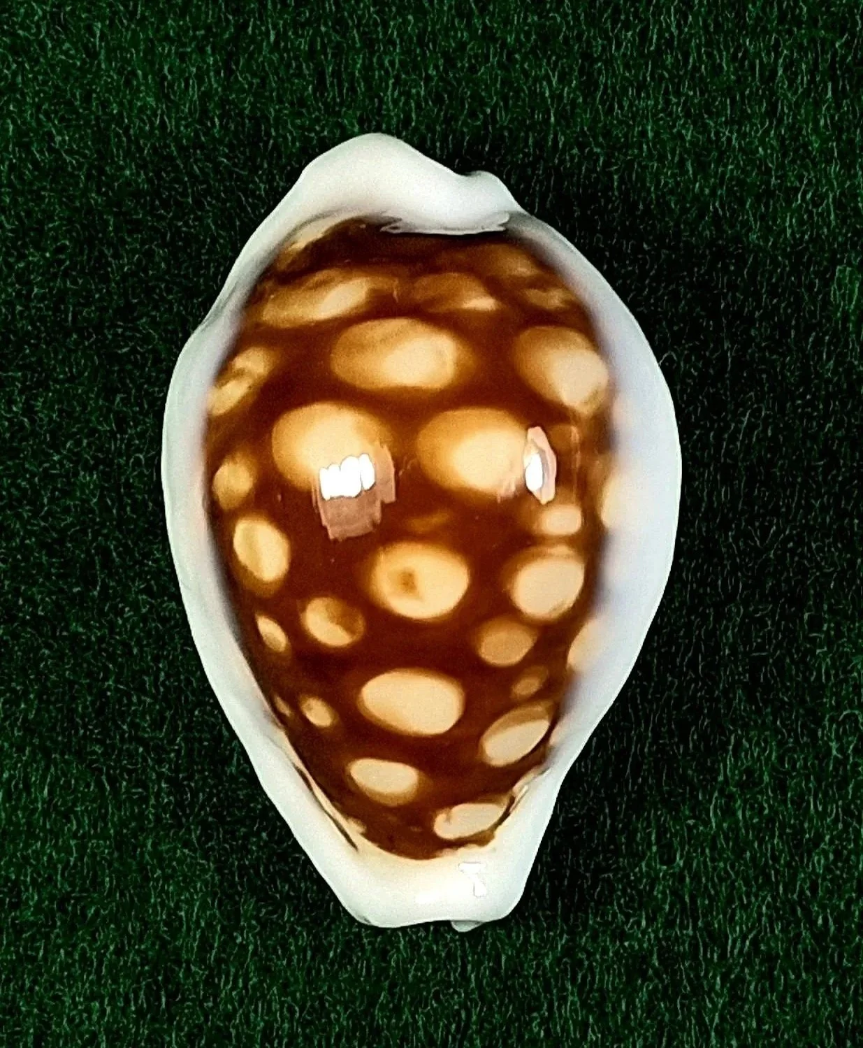 Cribrarula exmouthensis magnifica (Lorenz, 2002) 29.5 mm, Eighty Mile Beach, West Australia  
