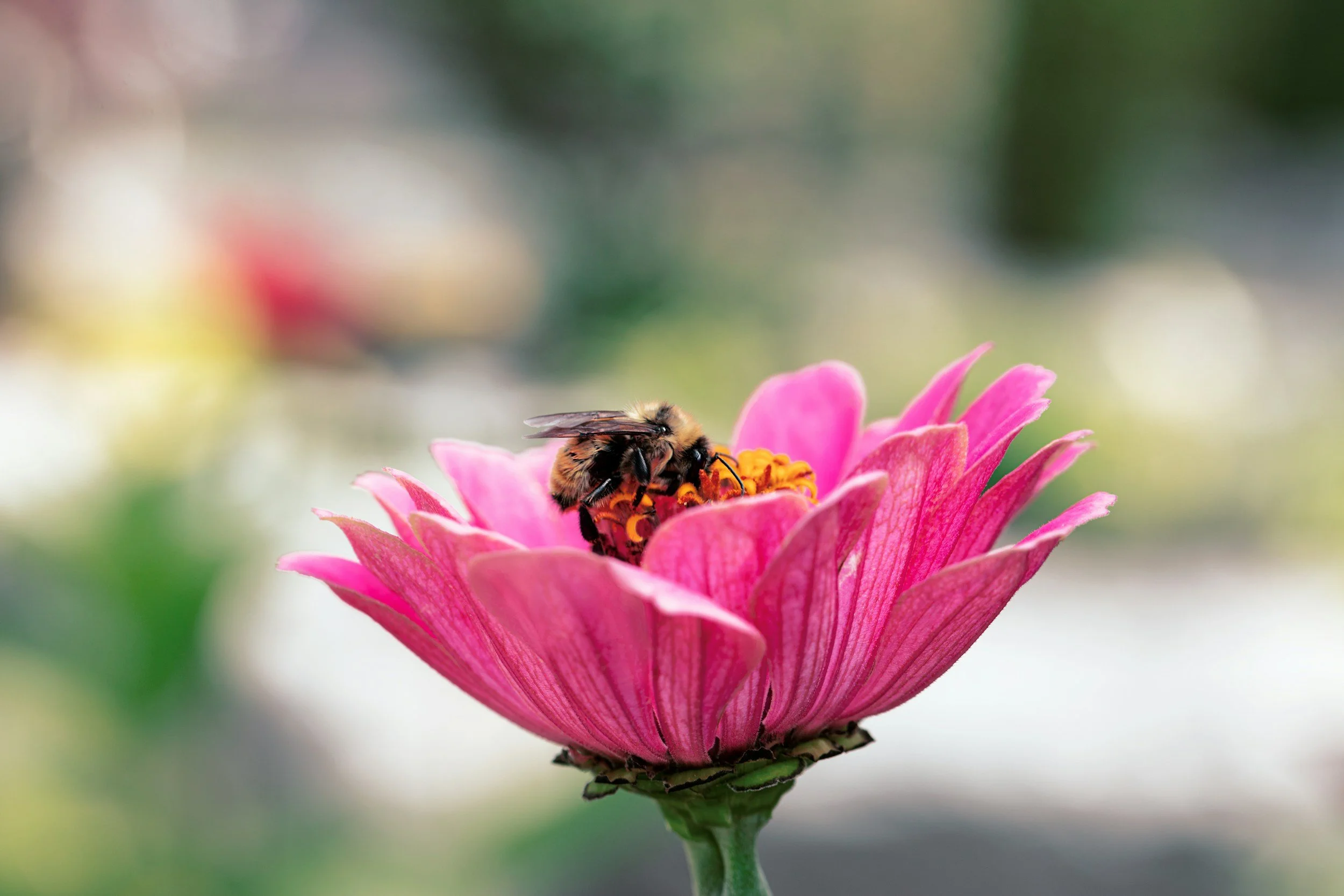 Neonics & Advocacy: Protecting Pollinators and Influencing Policy