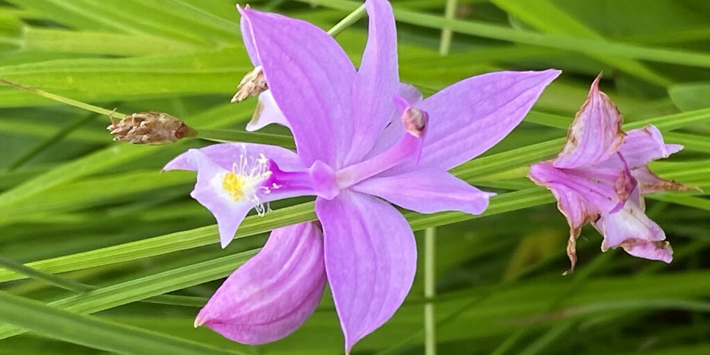 Rare and Showy Plants of the Chicago Region and the Habitats that Support Them