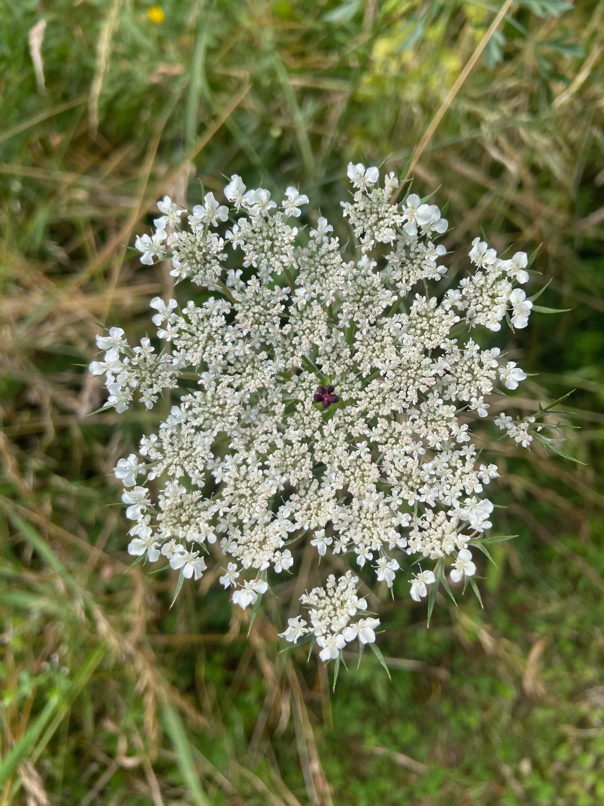 IMG_4283.jpg