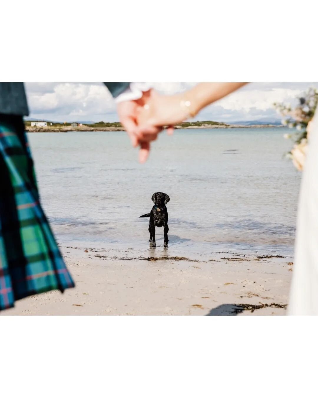 A post dedicated to Hannah + Zander's gorgeous labrador, Gigha. 🌊

If you're having your doggo at your wedding expect alot of photos of them!! 
.
.
.
.
.
.
. 
.
#dogsatweddings #dogatwedding #doglover #dogsofinstagram #dogphotography #dog #labrador 