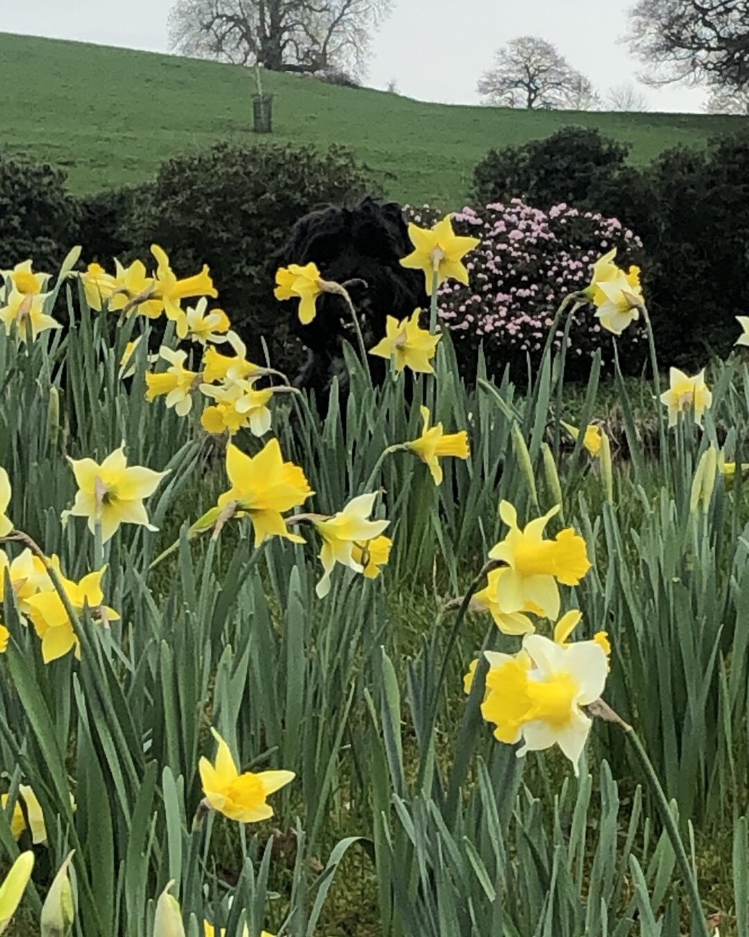 #spotthedog
#lucasterrier
#dogsanddaffodils 
#blackdog 
#hidinginplainsite