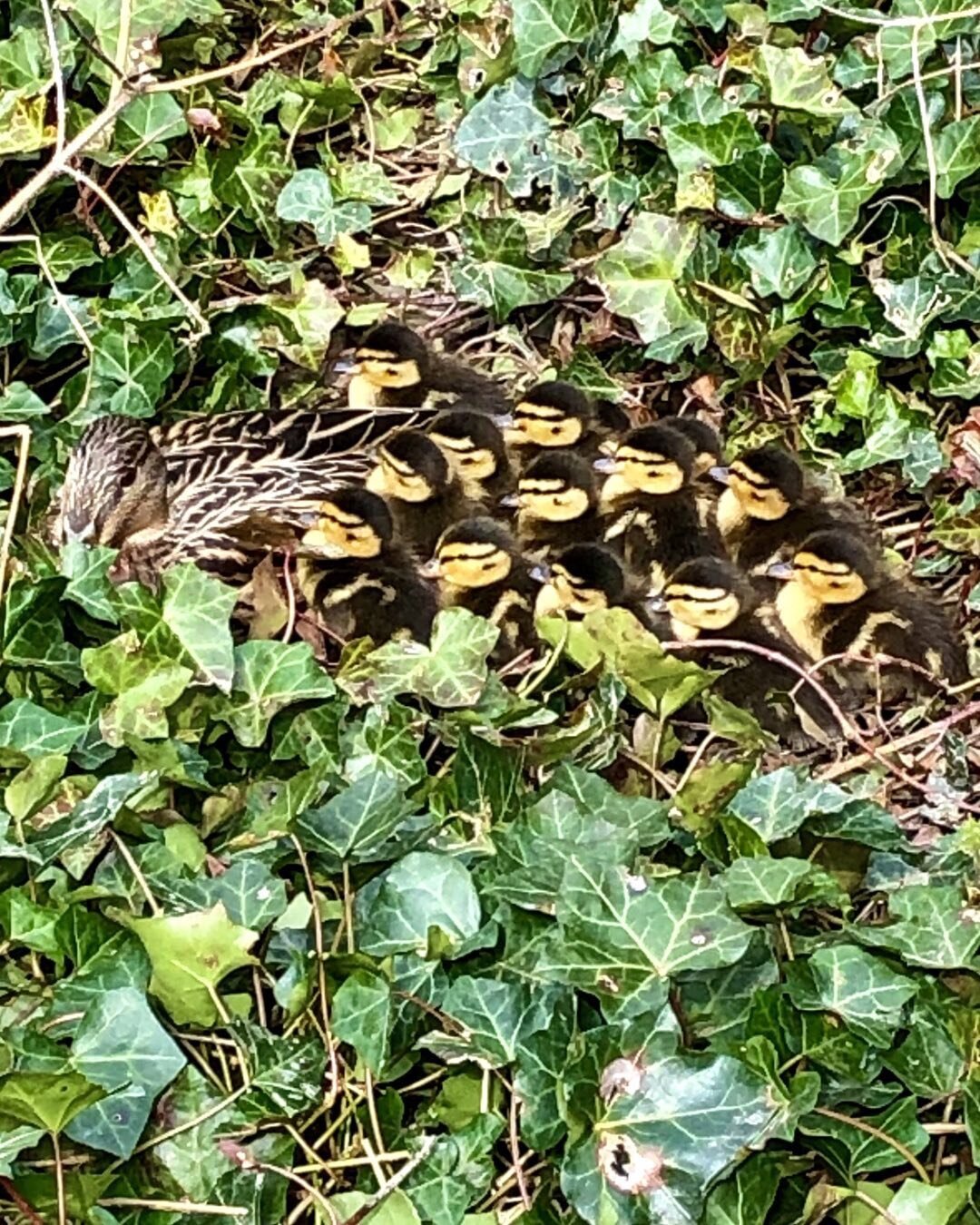 CAMOUFLAGED DUCKLINGS!
So excited to come across a mother duck and her young hiding in the chicken pen 🦆 🐓
Clever mum keeping them safe from the foxes. Made them a paddling pool to splash around in. 
#shropshirewildlife 
#hidinginclearsight 
#brood