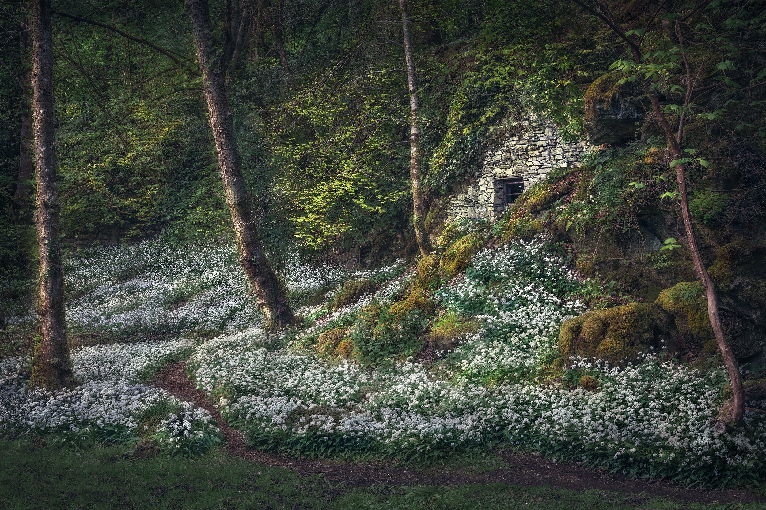 FOREST HIDEAWAY 2x3.jpg