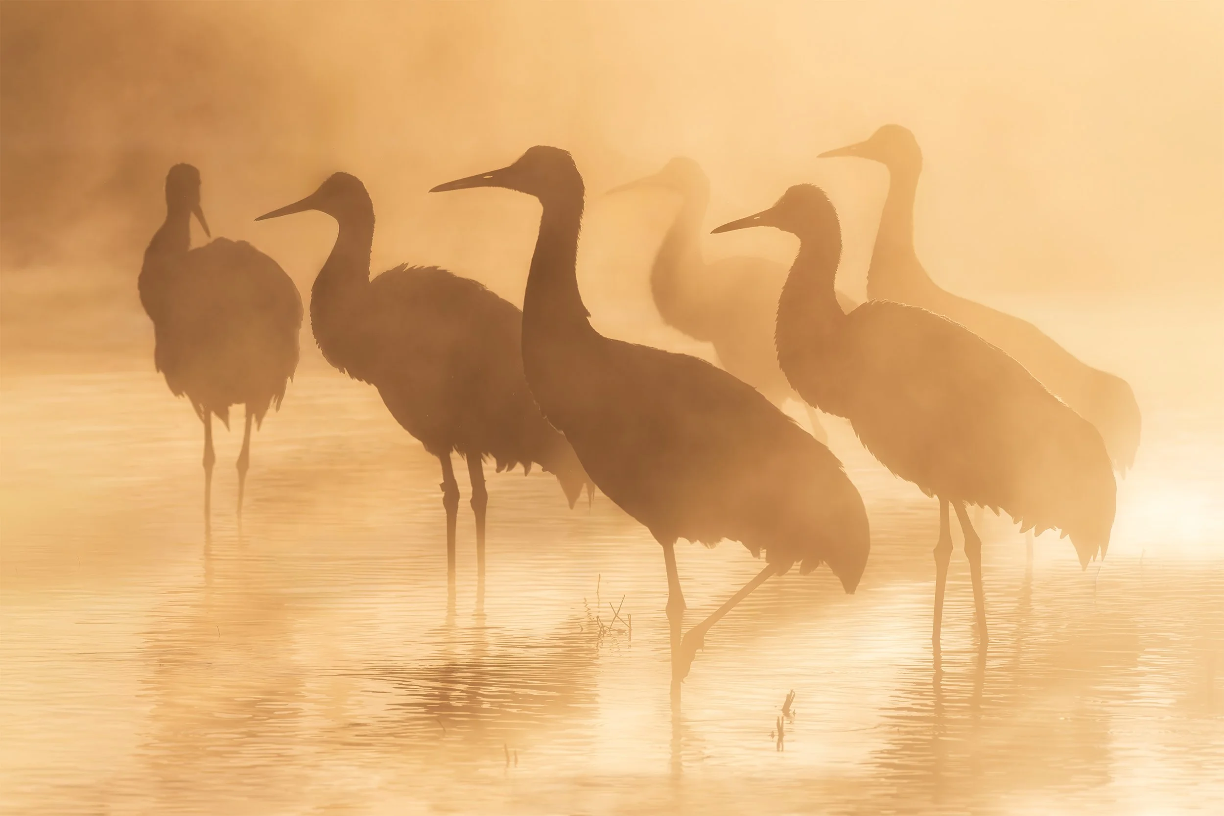 MORNING SANDHILL MIST 2x3.jpg