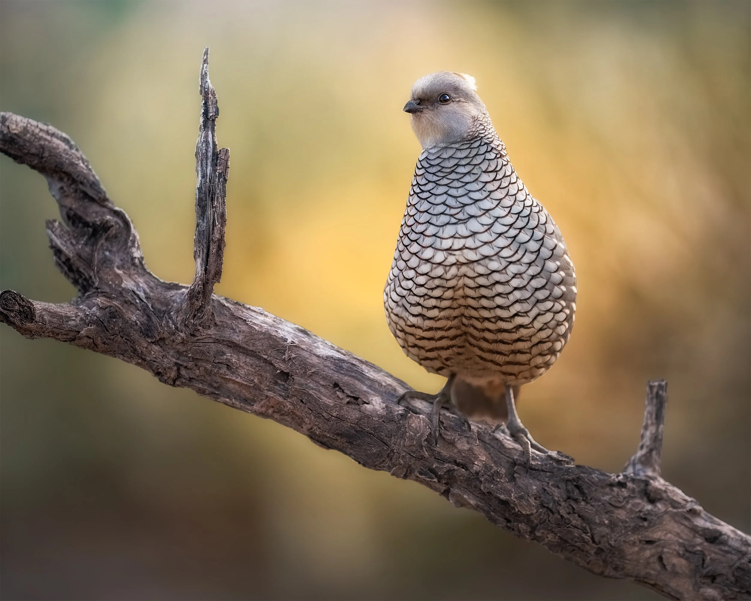 Scaling Above the Others