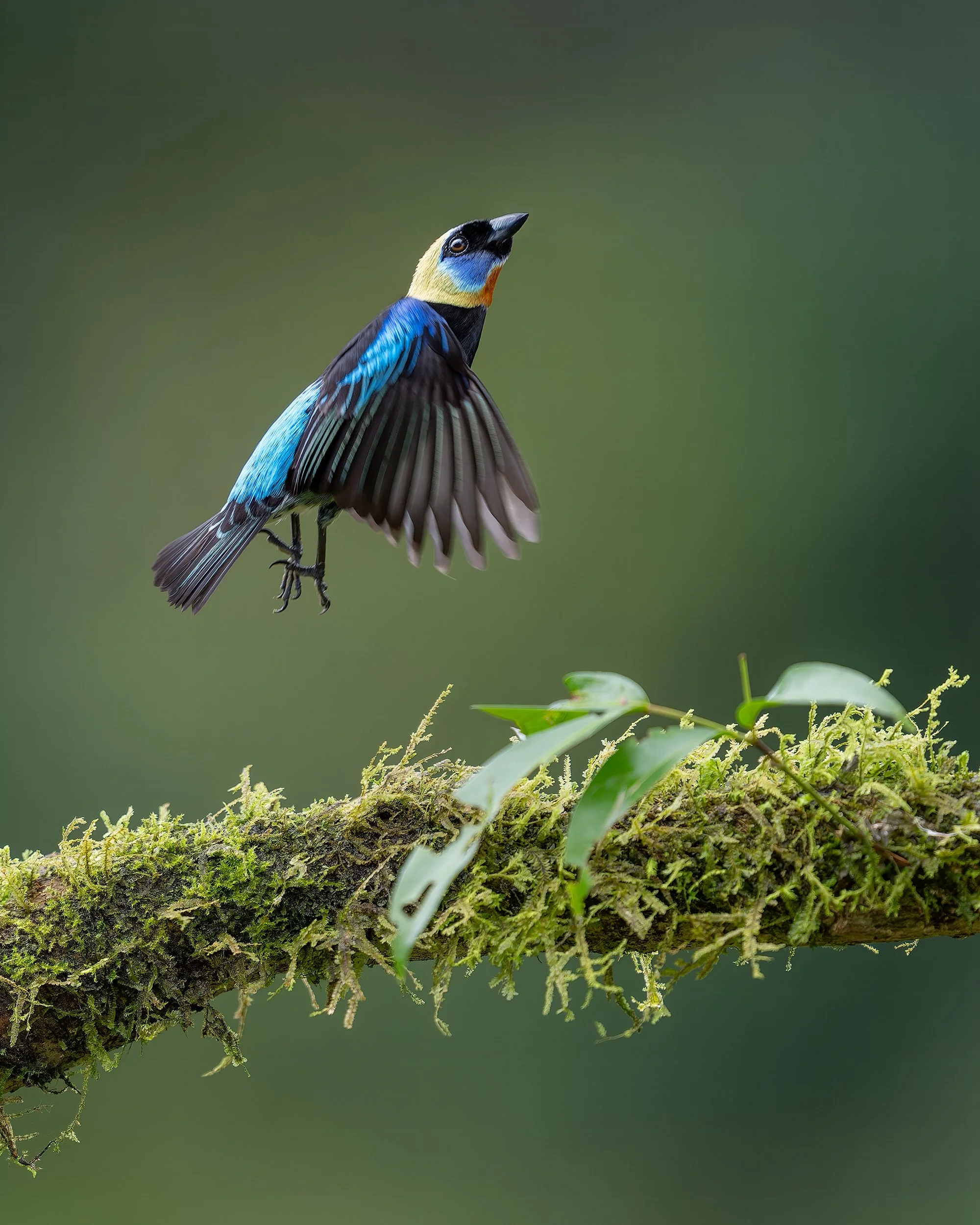 COSTA RICA GOLDEN-HOODED TANAGER 4x5.jpg