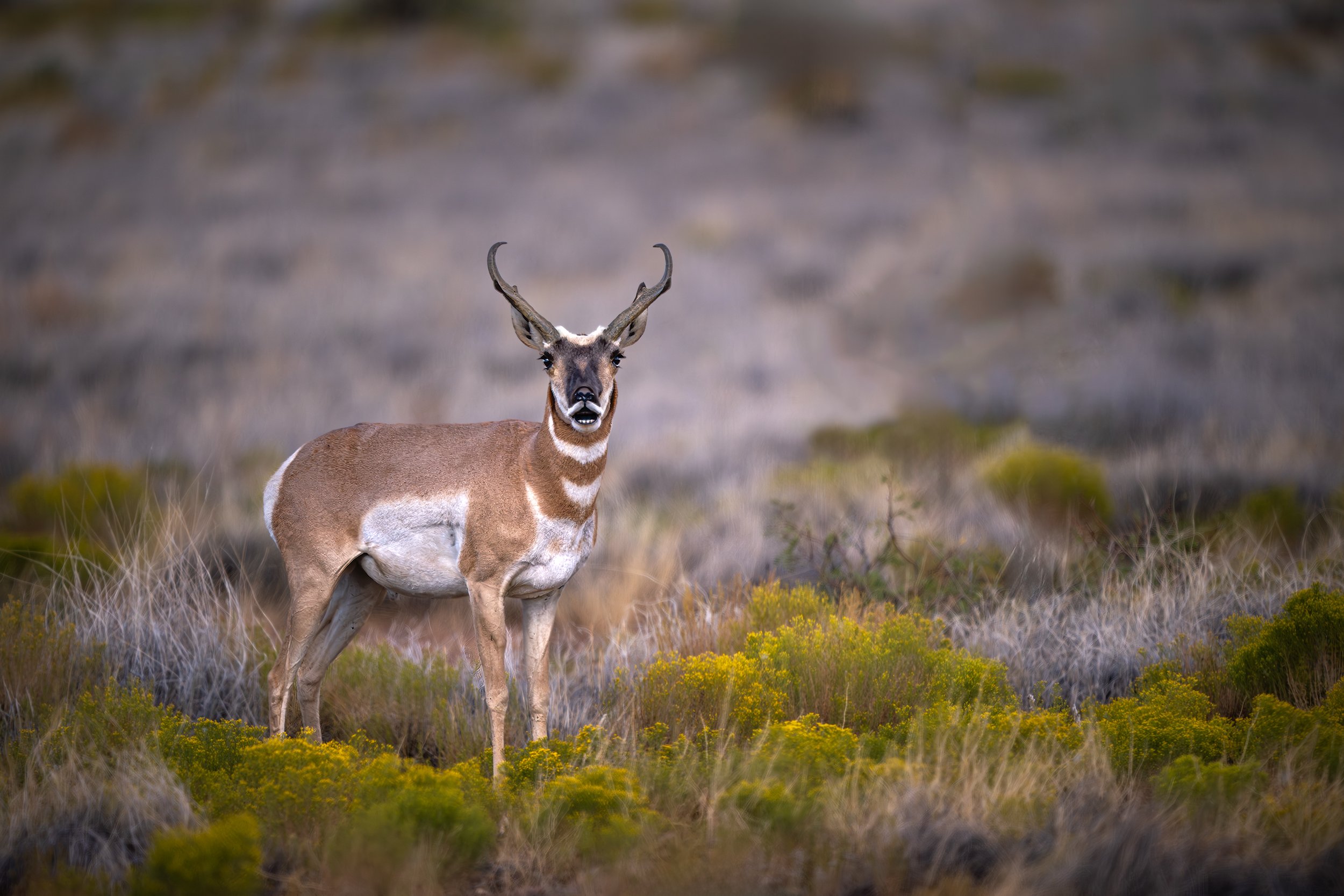 PRONGHORN FLEHMING COOKES PEAK 2x3.jpg