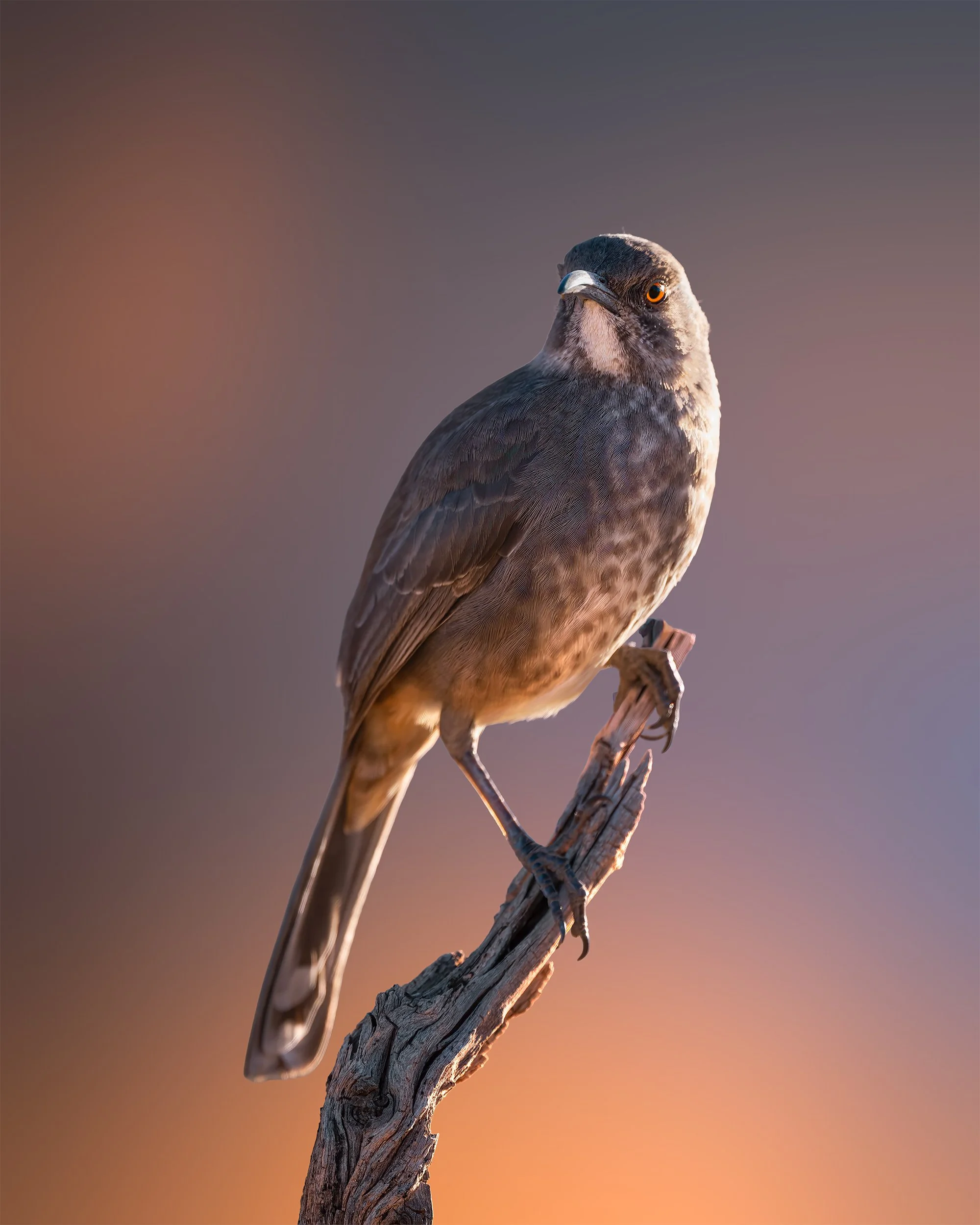 Morning Curved Bill Thrasher