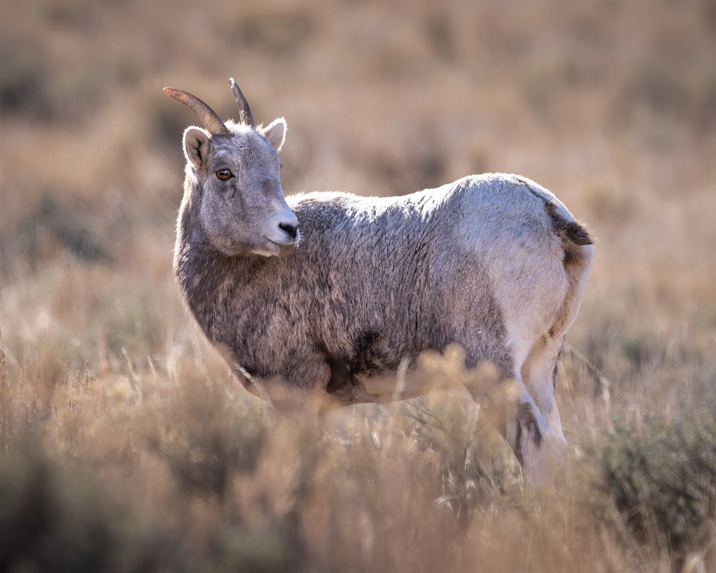 BIGHORN EWE 1st. year 4x5.jpg