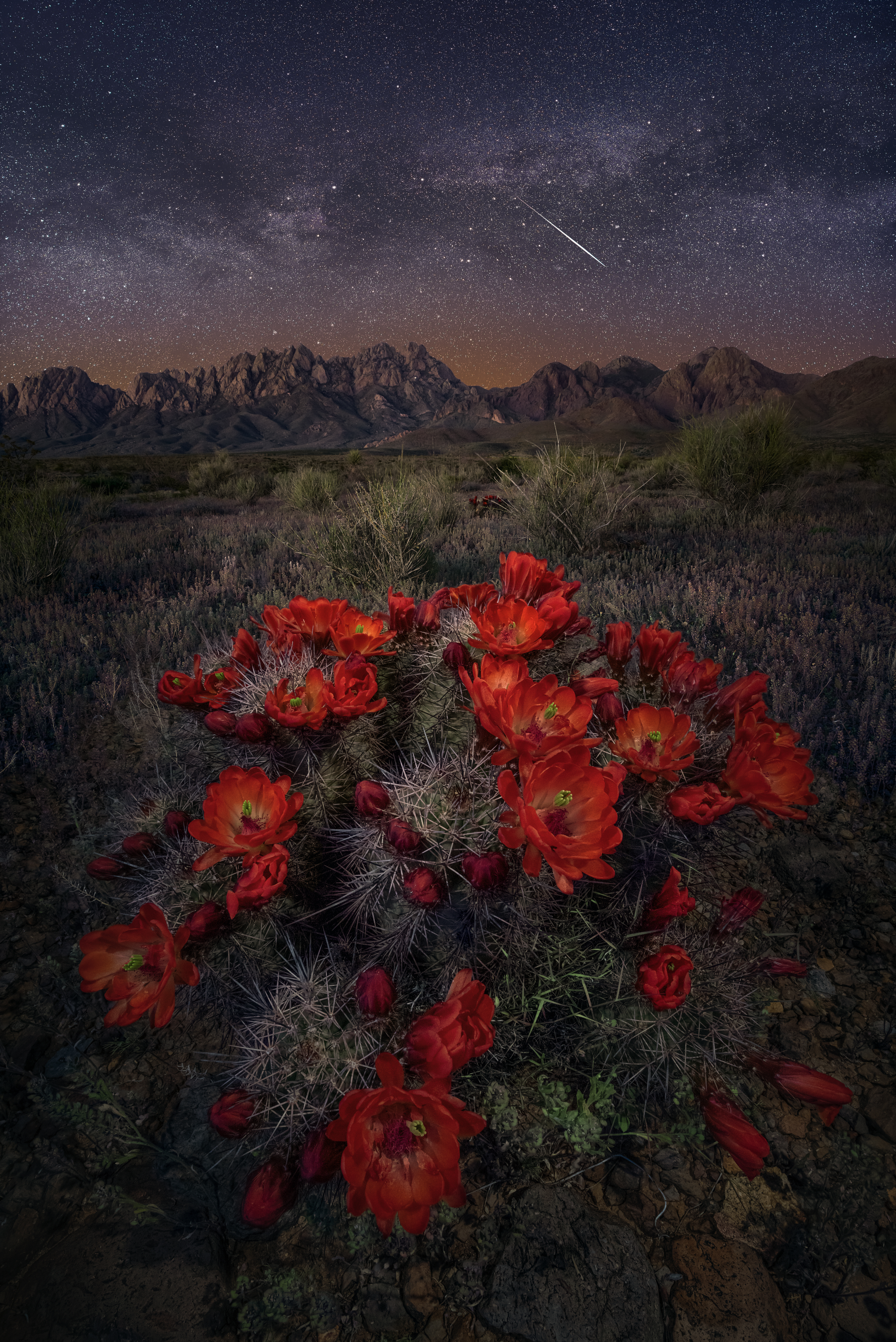Night Bloom
This image was taken back in April when the hedgehogs were blooming. This was during the Lyrid meteor shower. The claret cup blossoms are one of the very few types of hedgehogs that stay open at night. I used three lights to light up t