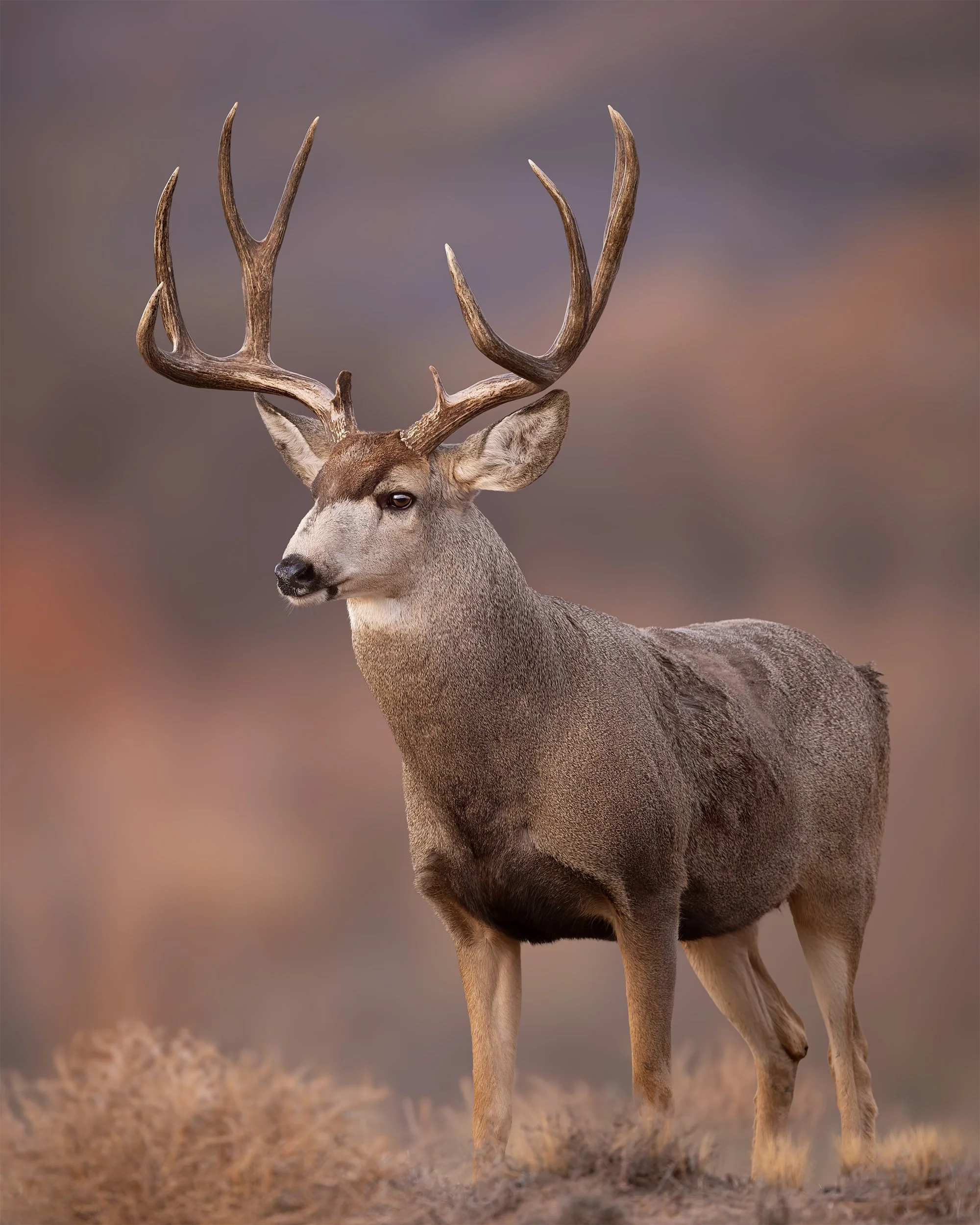 PERFECT MORNING MULE DEER 4x5.jpg