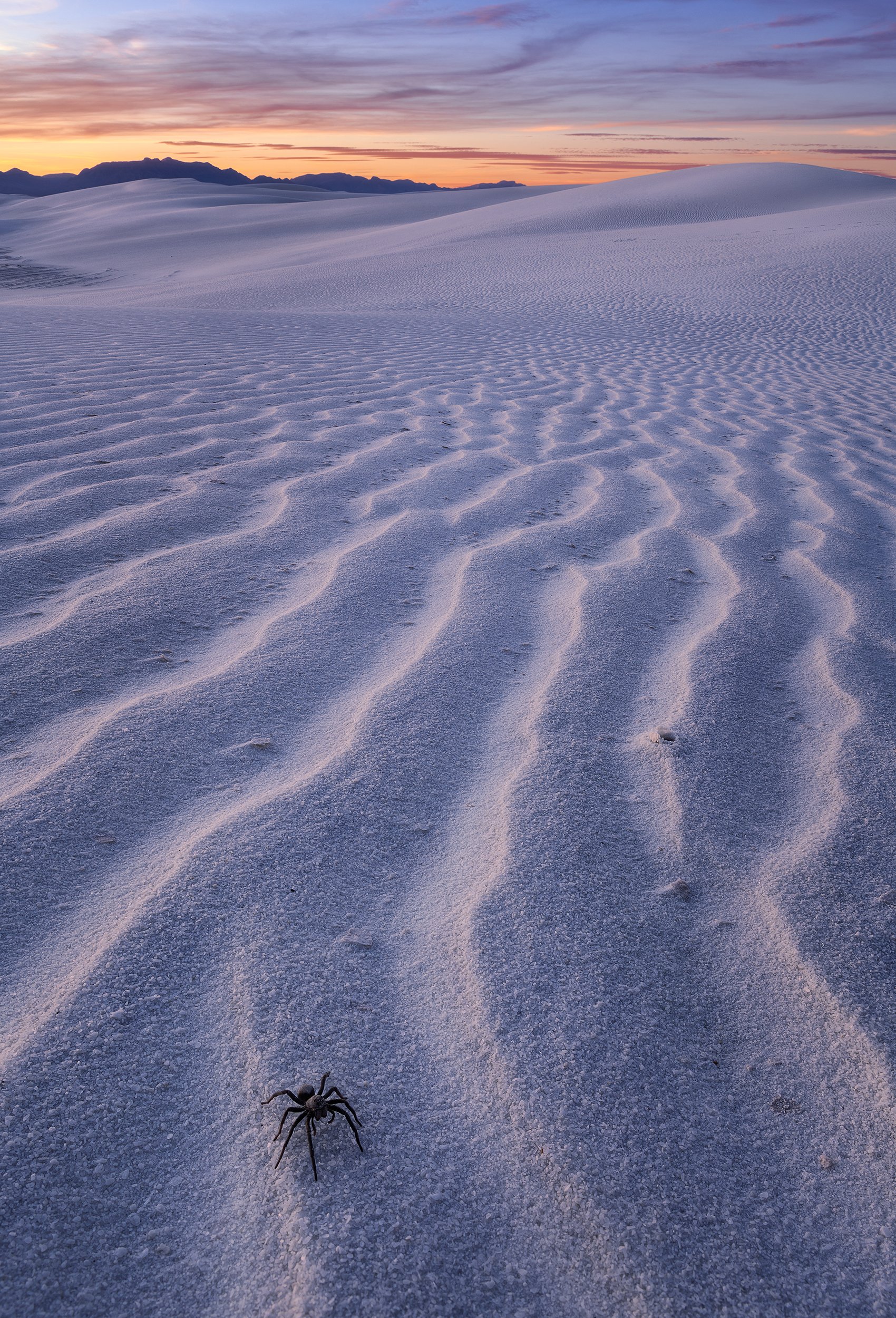 WHITE SANDS PREDATOR 2X3.jpg