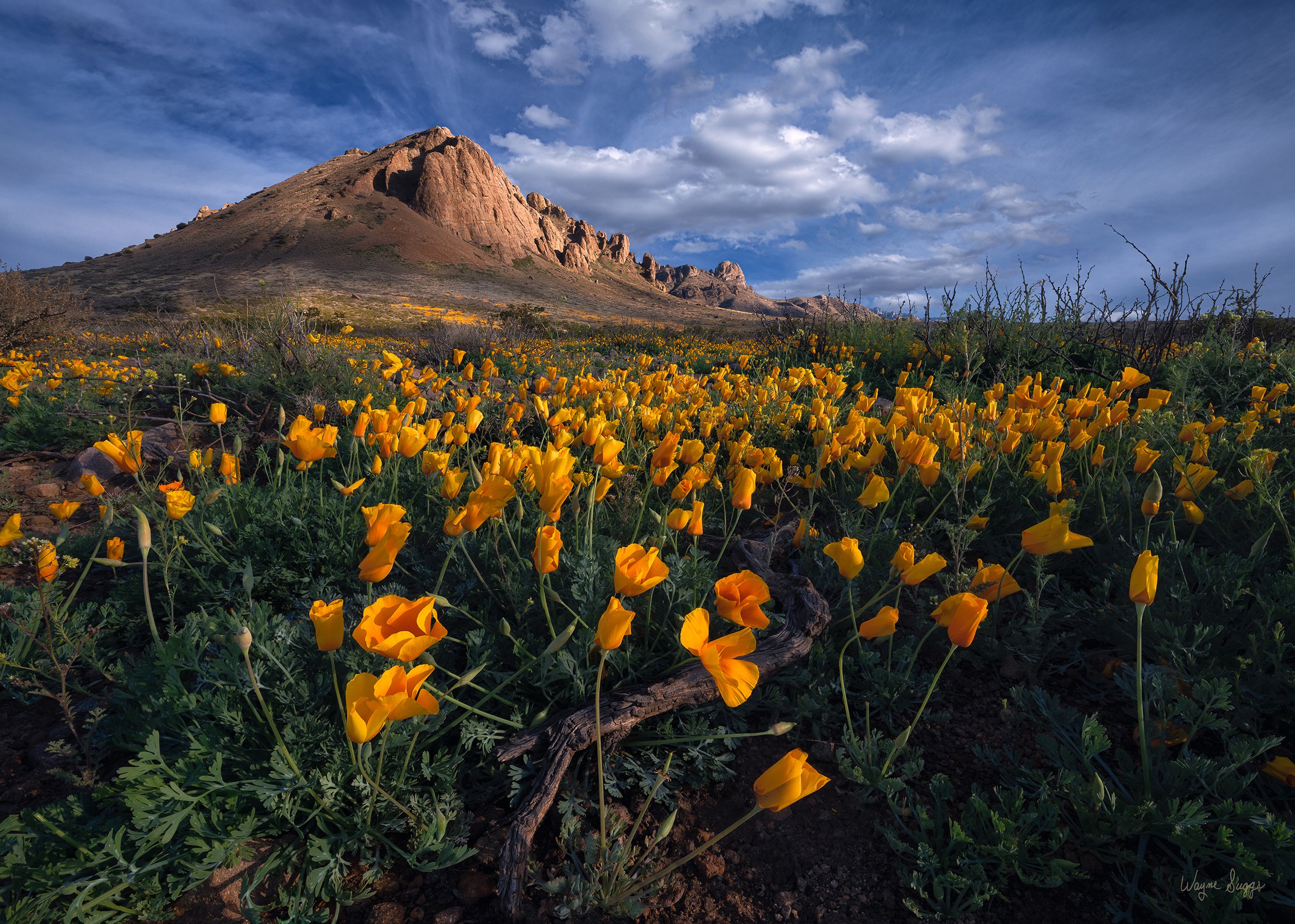 POPPY AFTERNOON 2X3 CUSTOM.jpg