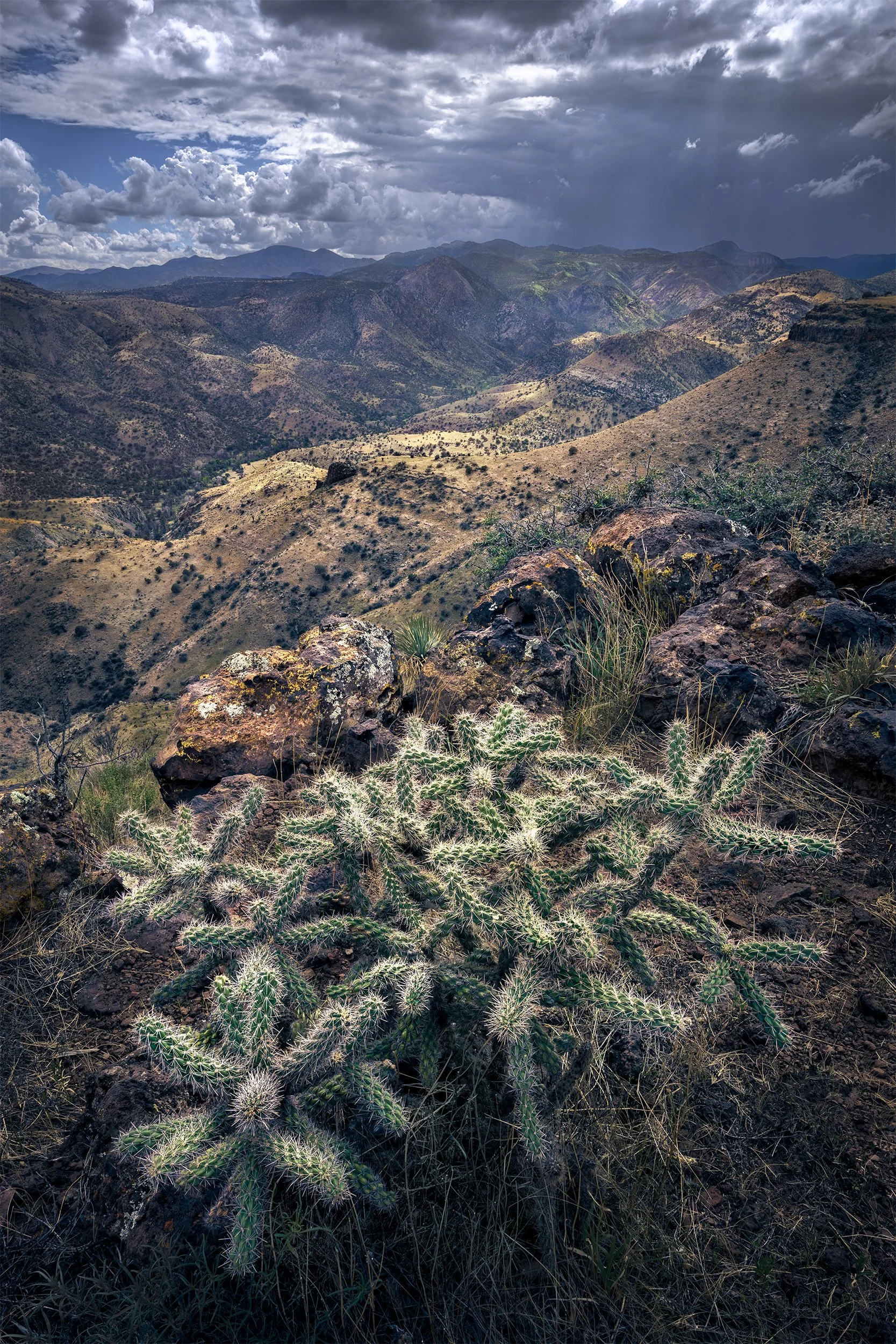 The Cholla of the Black Range
