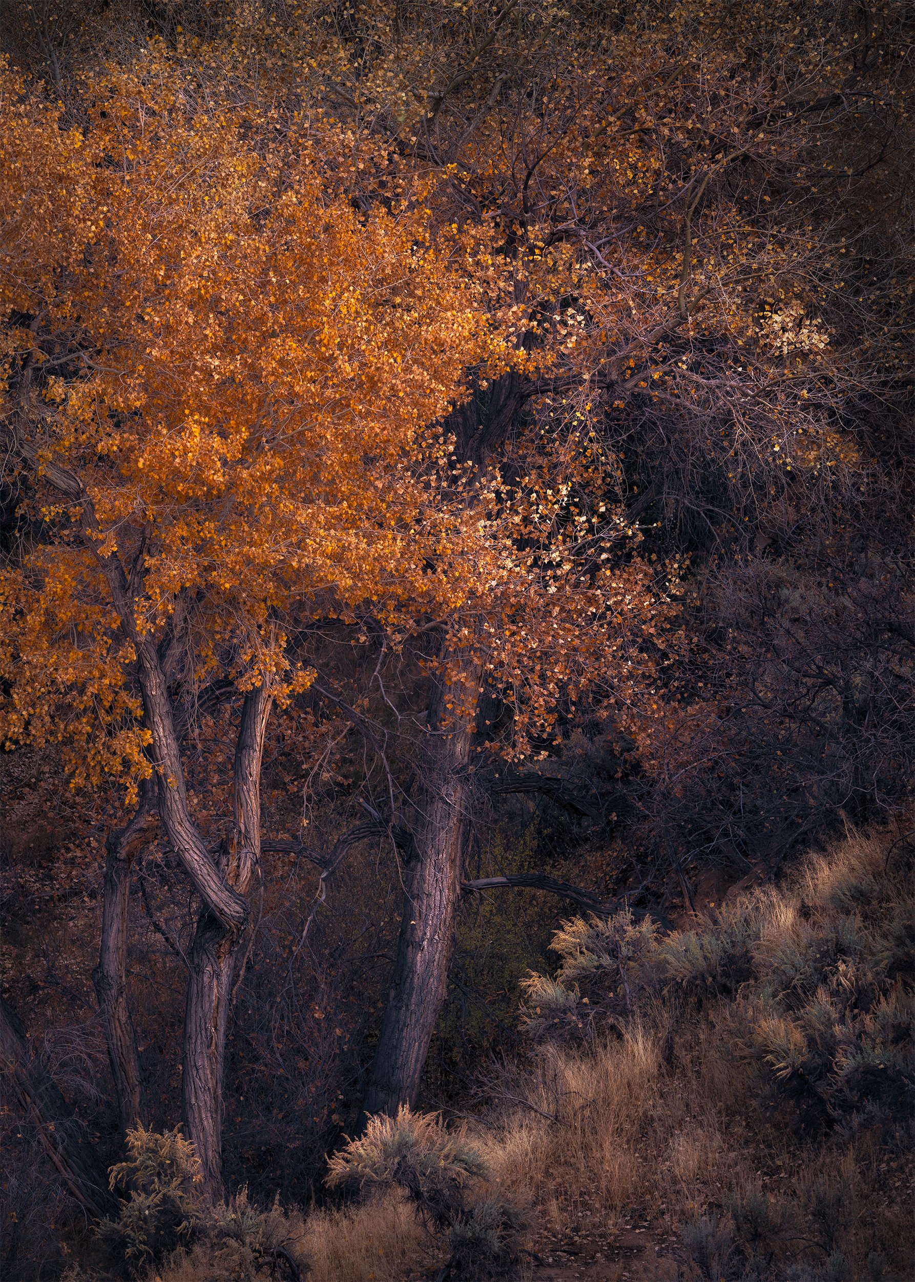 CANYON TWILIGHT 5x7.jpg