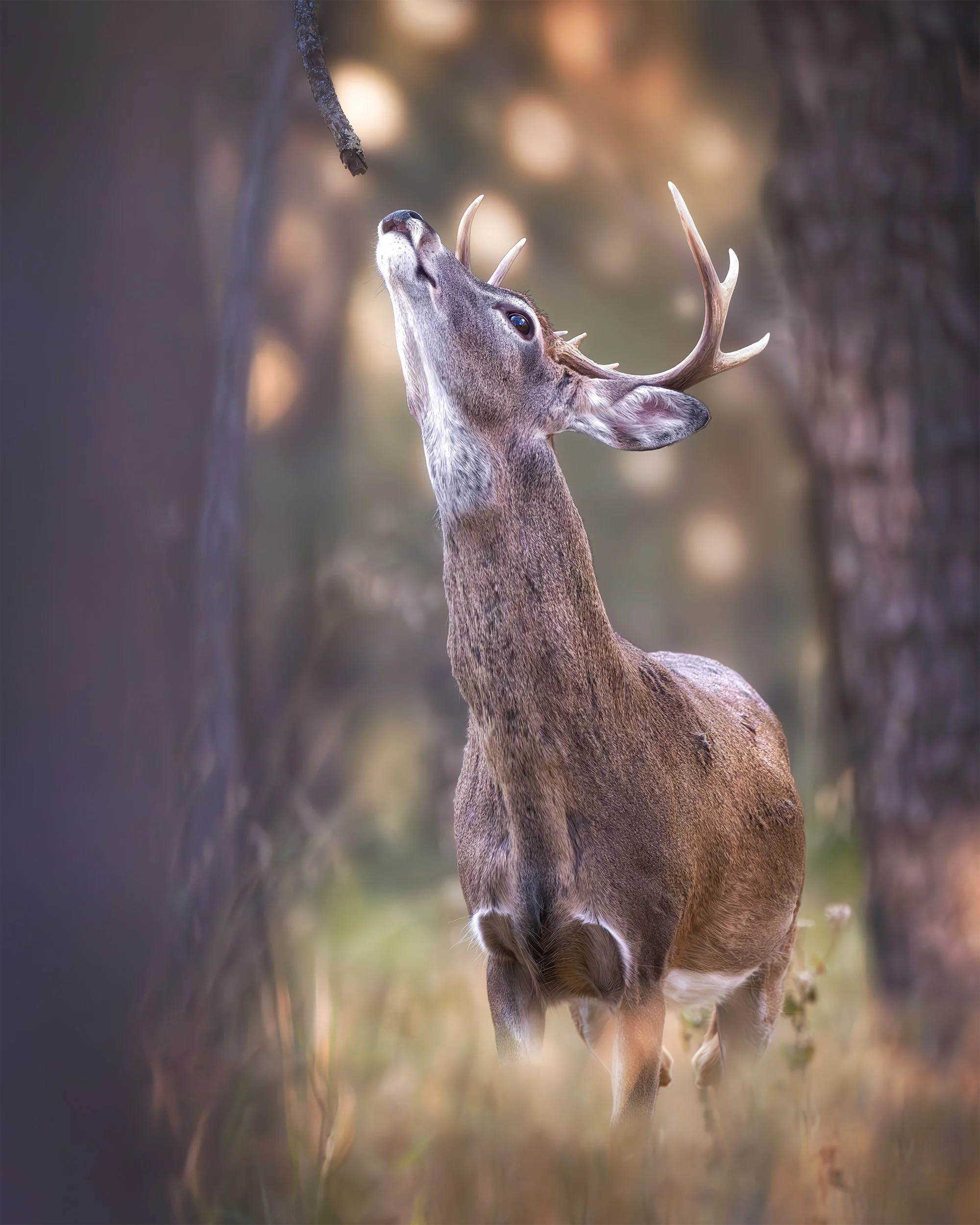 THE SCRAPE white tail 4x5.jpg