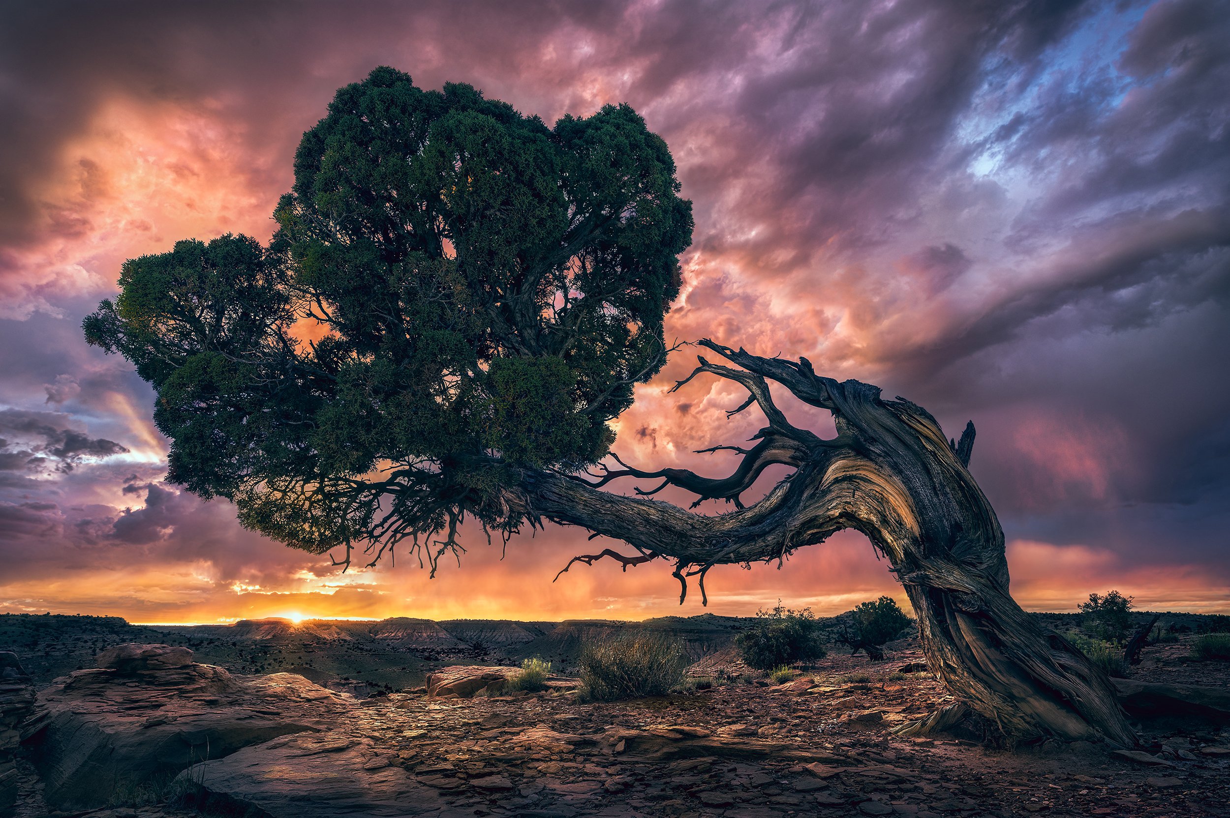 BOWING TO THE SUN  2X3.jpg