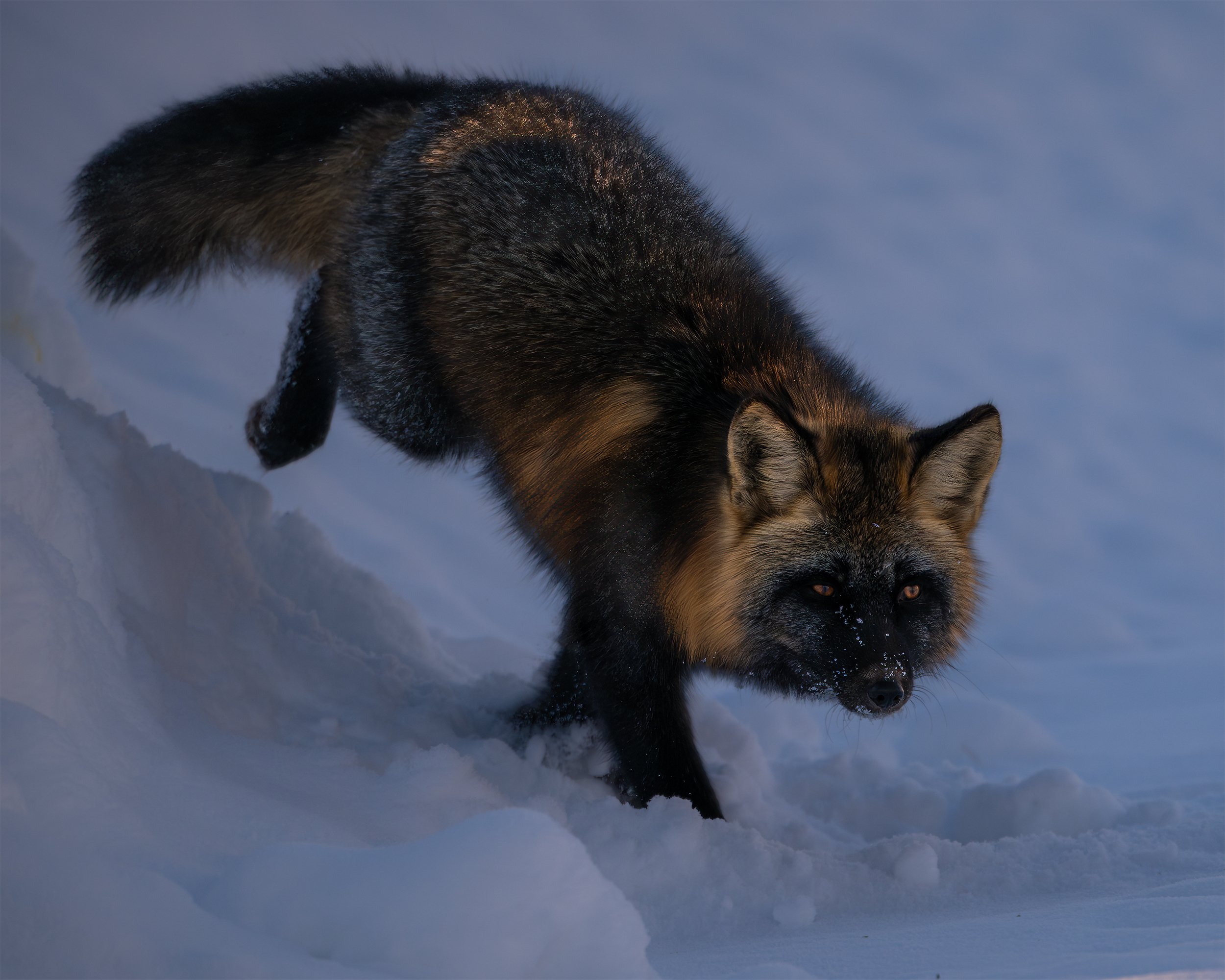 CROSS FOX 4x5.jpg