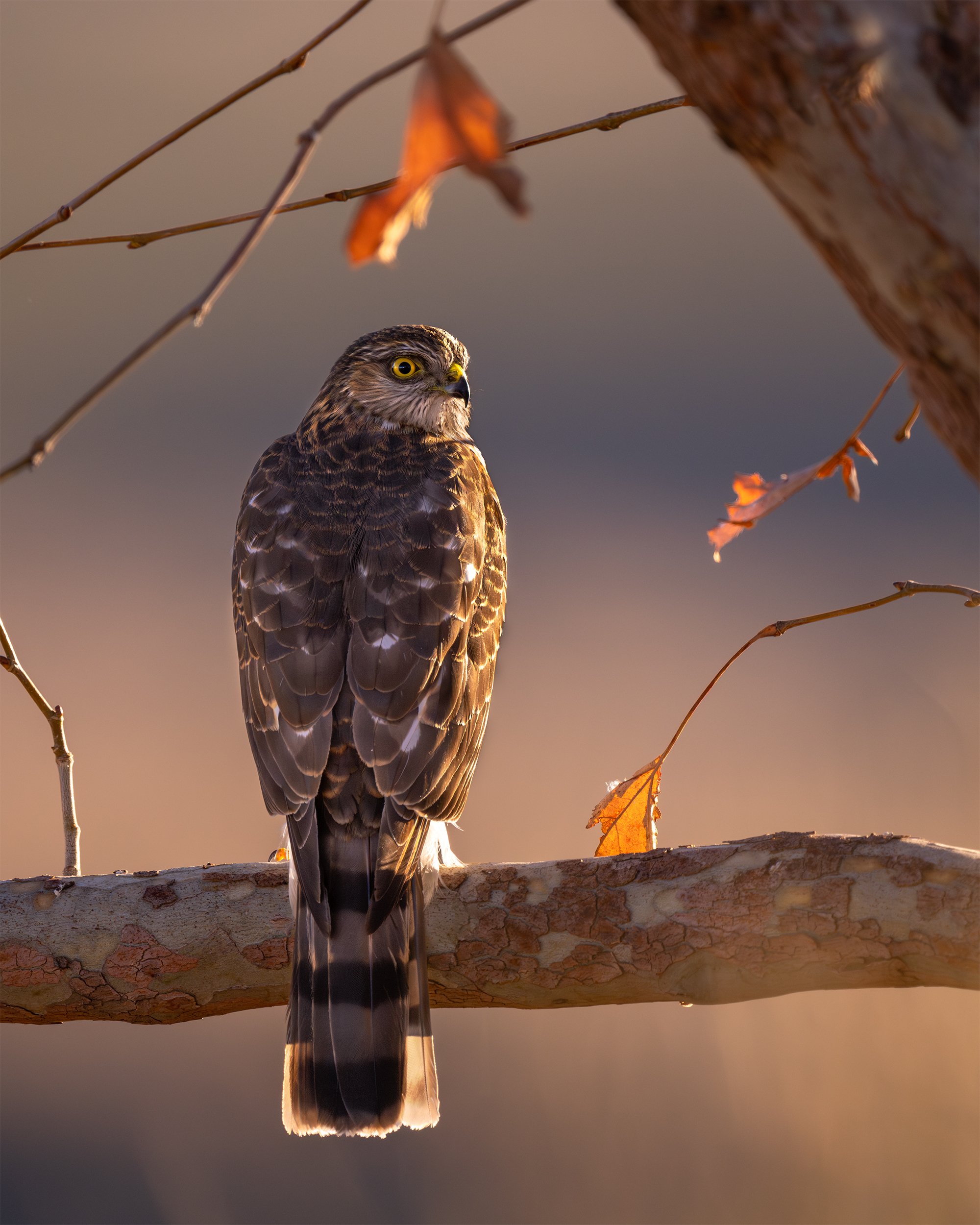 COOPER'S HAWK 4x5.jpg