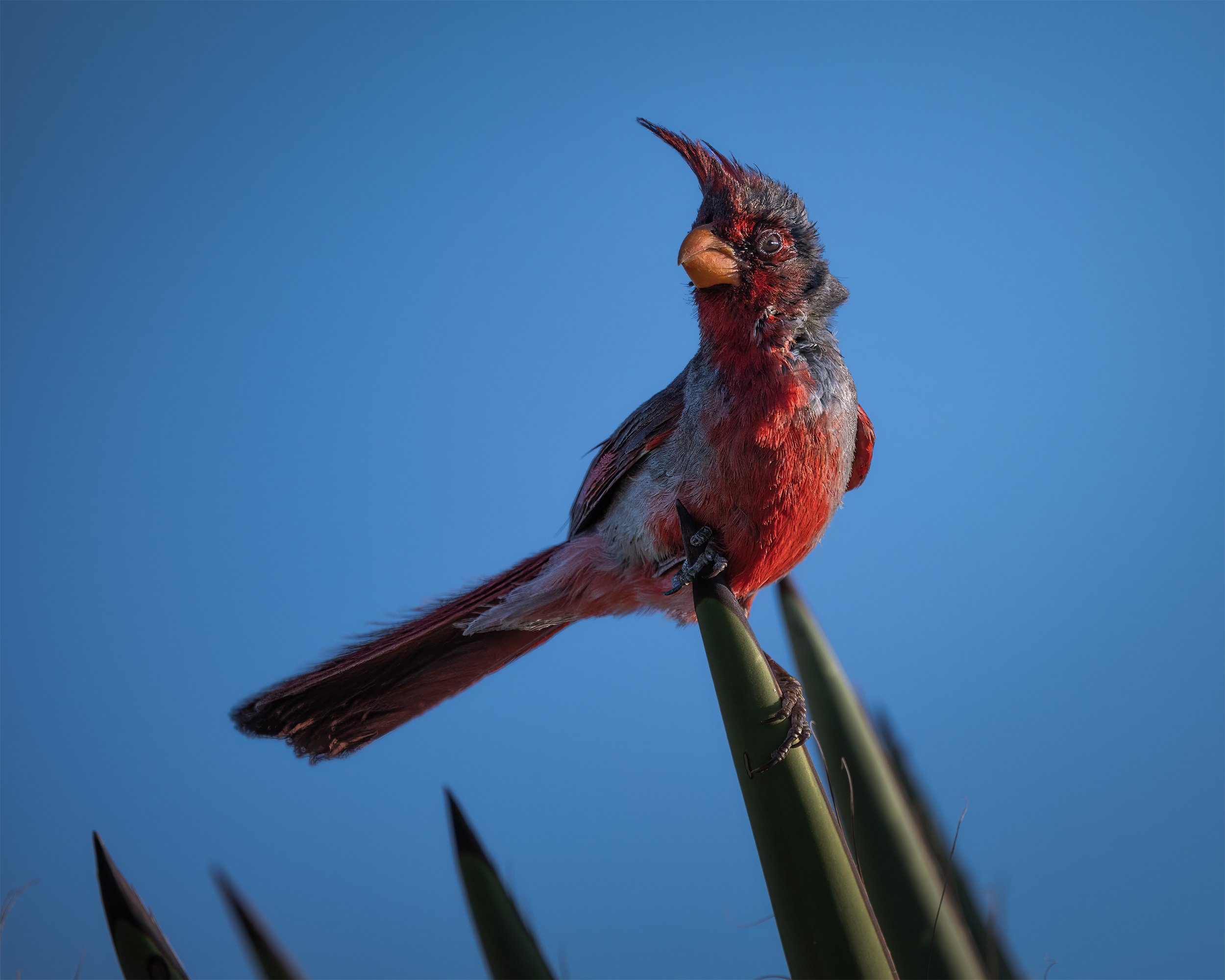 pyrrhuloxia BIRD ON YUCCA 4x5.jpg