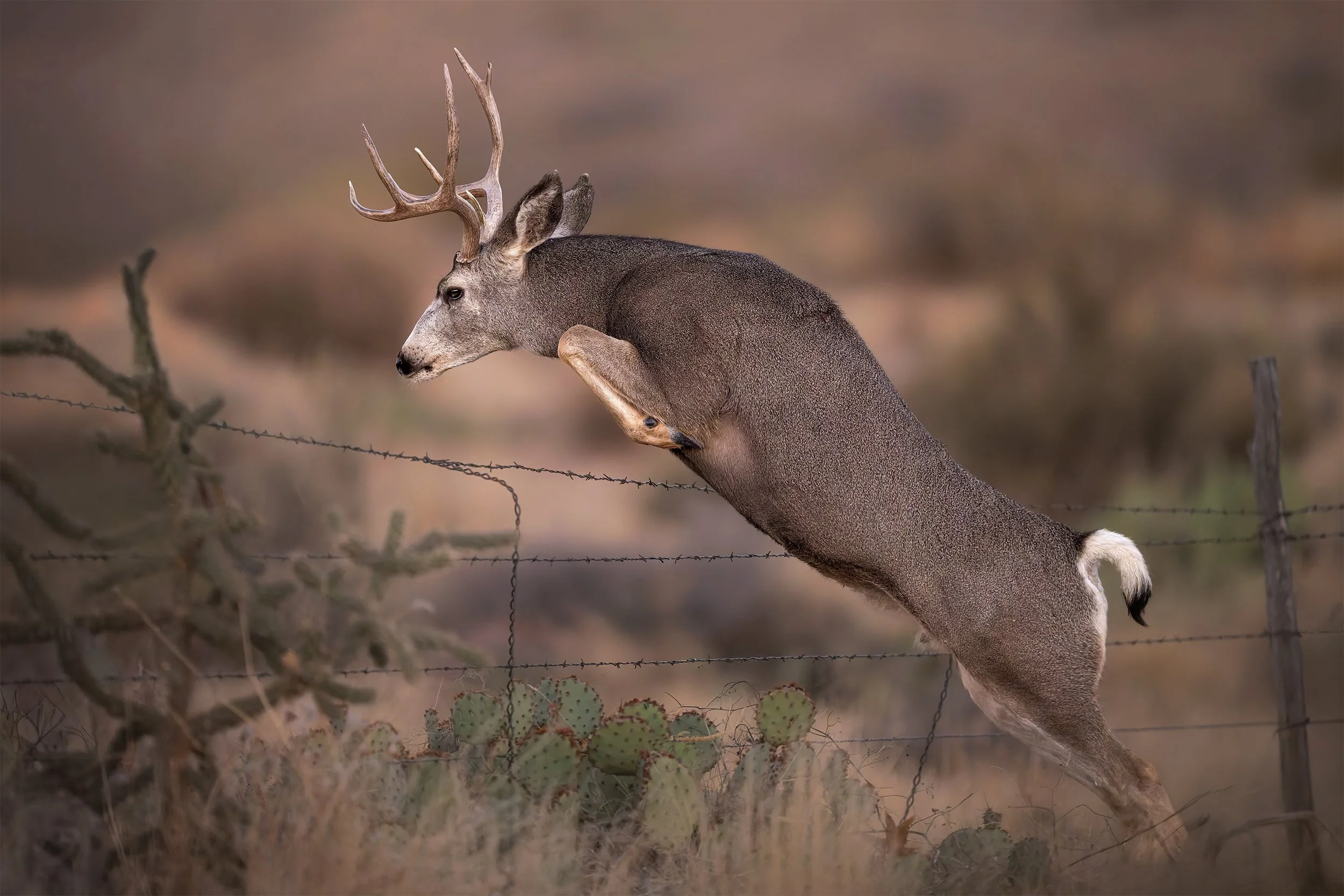EFFORTLESS mule deer 2x3.jpg